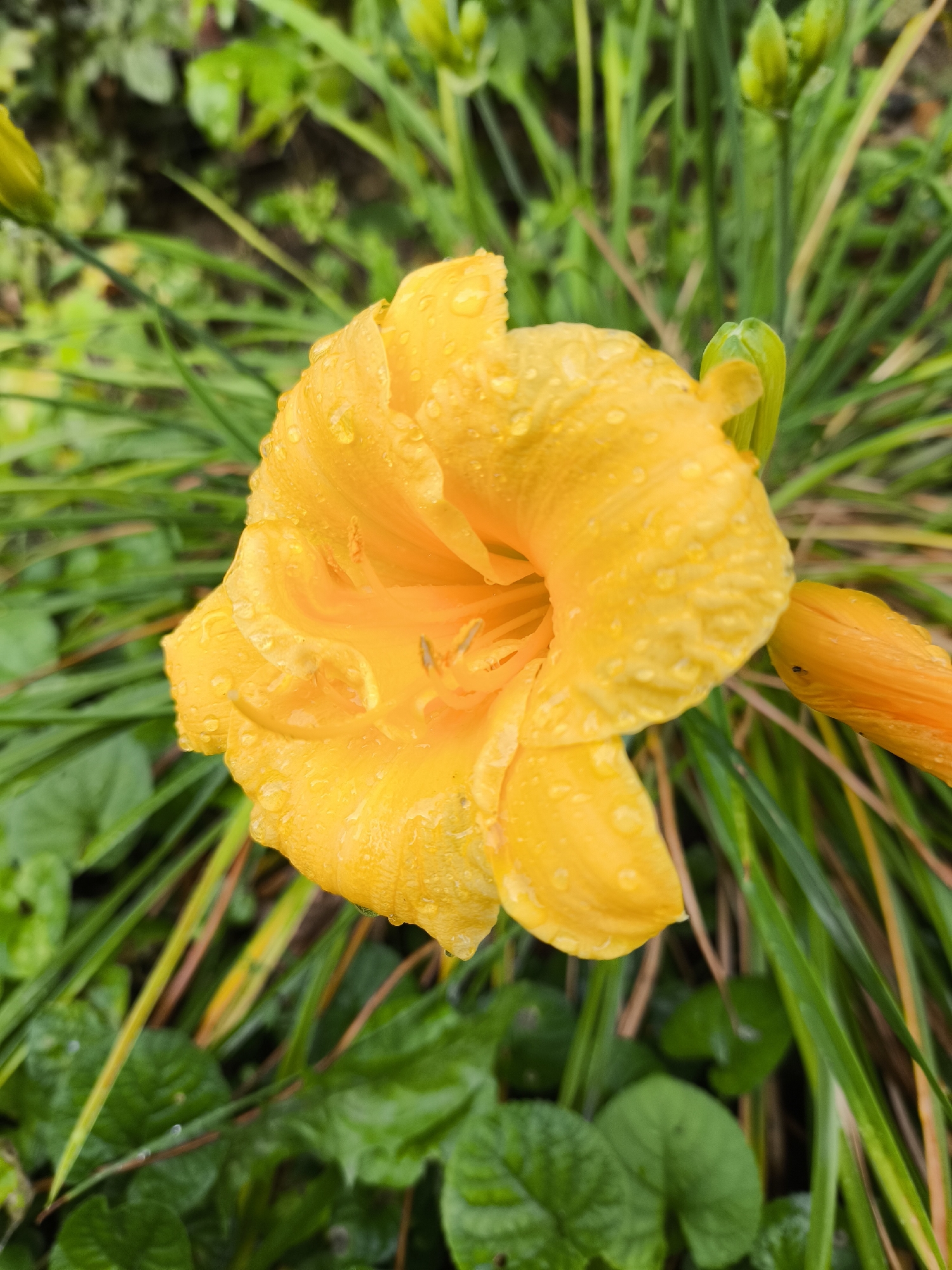 A close-up, eye-level shot captures a vibrant yellow daylily with visible water droplets on its petals, suggesting it may have recently rained. The flower is in full bloom, its ruffled petals unfurling to reveal a glimpse of its stamens. Behind the flower, a blur of green foliage and other daylily buds creates a soft background, hinting at a garden setting. The image is composed with a shallow depth of field, isolating the flower as the primary subject. The overall impression is one of natural beauty and freshness, enhanced by the glistening water droplets. No people are visible in the frame, nor are there any indications of specific urban or geographical markers that would definitively place this scene in Yessentuki, Russia. The image focuses solely on the botanical subject.