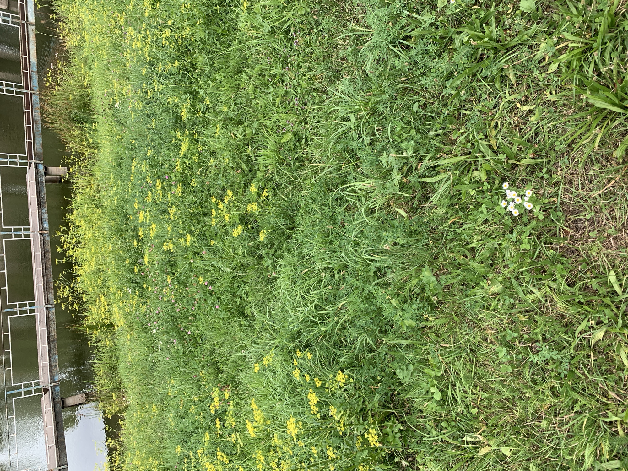 The image shows a grassy embankment with scattered yellow wildflowers and a few small white daisies. In the background, there is a body of dark water bordered by a metal railing structure. The scene appears to be outdoors, possibly in a park or natural area within Kolomyia, Ukraine. There are no people or animals visible in the frame. The overall impression is of a wild, uncultivated landscape.