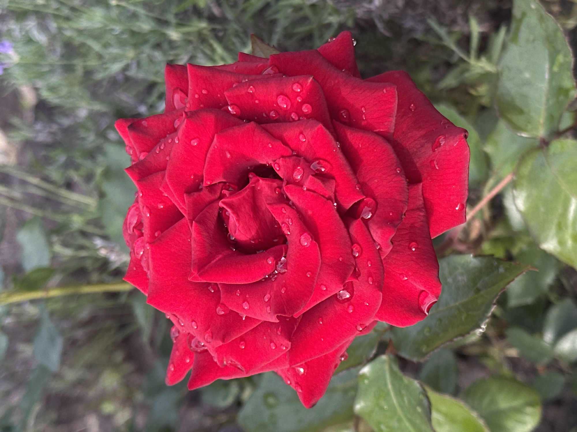 A close-up, eye-level shot features a vibrant red rose, its petals glistening with numerous water droplets. The rose is centered in the frame, with its detailed velvety texture and intricate petal structure clearly visible. The background is softly blurred, suggesting a garden setting with green foliage and hints of lavender in the distance. The lighting is natural, casting soft shadows and highlighting the dew on the petals. There are no people or animals present in the image. The scene appears to be from a garden in Zvenyhorodka, Ukraine, likely captured after a rainfall or early in the morning due to the presence of dew.