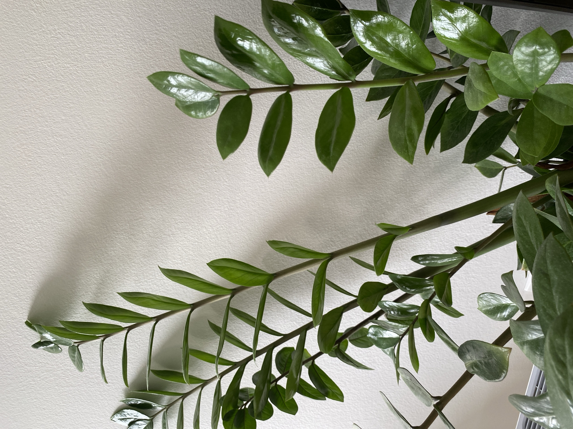 The image shows a close-up of a Zamioculcas zamiifolia plant, commonly known as a ZZ plant, against a light-colored wall. The plant has multiple stems with glossy, dark green leaves. The leaves are ovate and arranged in opposite pairs along the stems. The stems are angled slightly from the upper right to the lower left. The background is a plain wall, which appears to be matte and lightly textured. The location in Novi Sad, Serbia is unidentifiable with the data in the image.