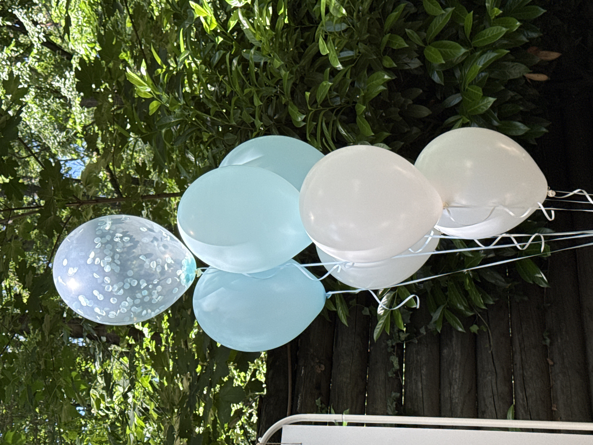 A bouquet of seven balloons, comprised of a clear balloon filled with light blue confetti and six solid-colored balloons (three light blue and three white), is suspended outdoors against a backdrop of dense green foliage and a dark wooden fence. The balloons are tied with white ribbons. The image is captured in the city of Sofia, Bulgaria. The lighting suggests it is daytime. There are no people visible in the image.