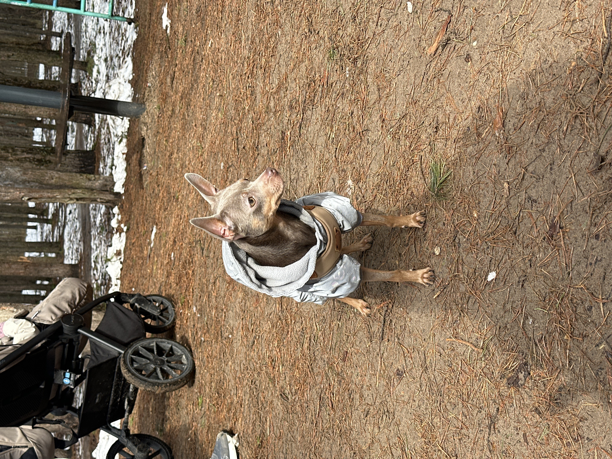 The image shows a dog standing on ground covered with fallen pine needles. The dog is wearing a light-colored harness and possibly a jacket. The background includes a baby stroller on the left and, in the distance, trees and patches of snow. The location is identified as the city of Chaikovsky, Russia.