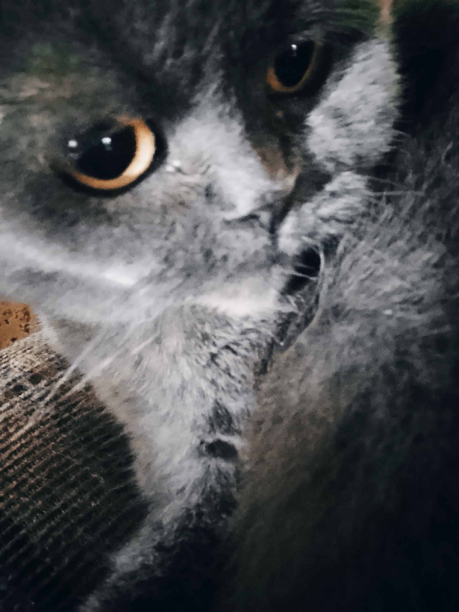 A close-up shot of a gray cat's face. The cat has amber-colored eyes. The fur appears soft and dense. The background is out of focus. The location is Unknown, Unknown.