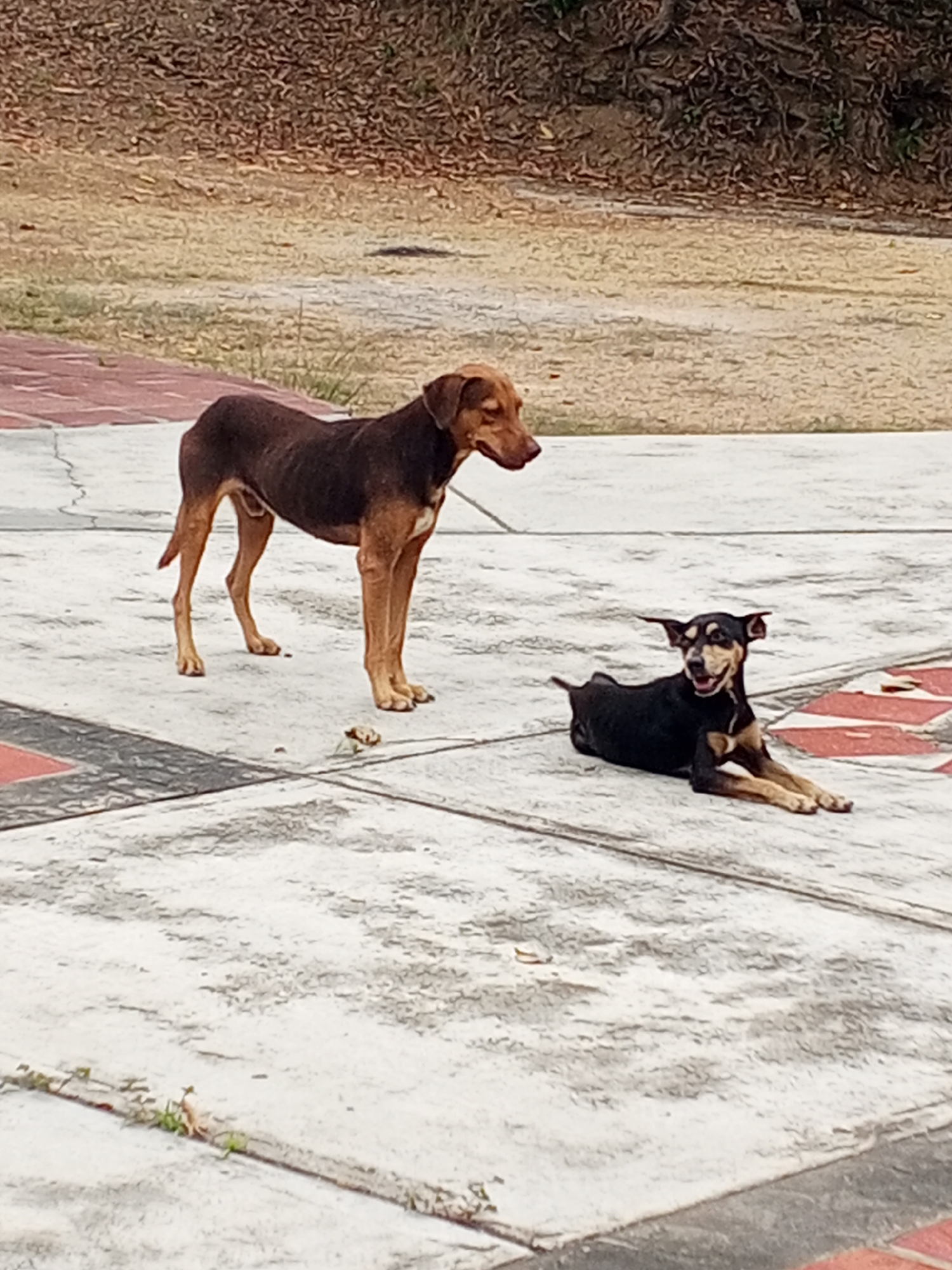 The image shows two dogs in an outdoor setting in the city of Tinaquillo, Venezuela. One dog is standing with a dark brown body and tan legs and head. The other dog is lying down, black with tan markings, with its ears up. They are on a concrete surface marked with red and black tiles. The background features dry, grassy terrain.