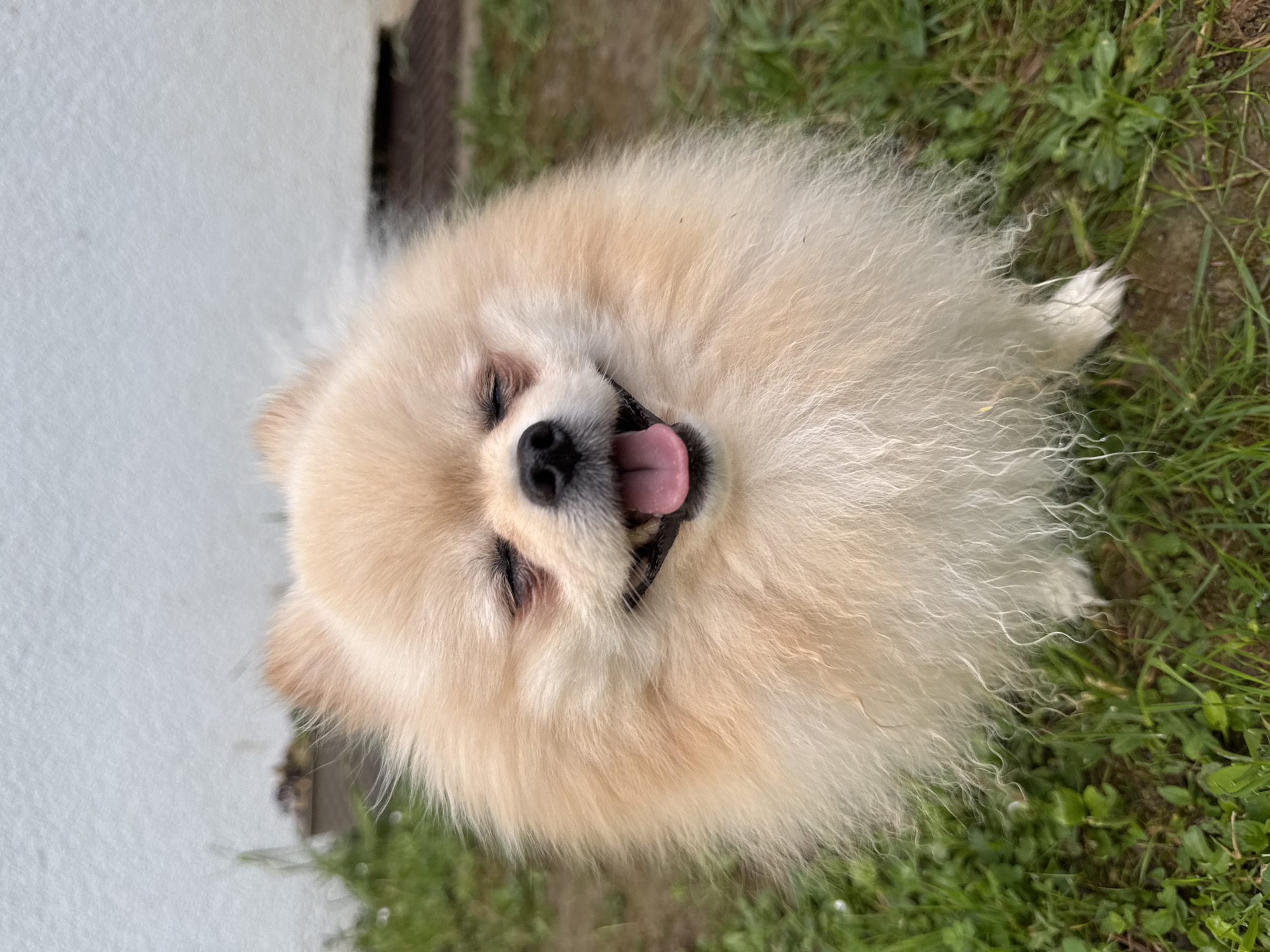A medium shot presents a cream-colored Pomeranian dog. The dog is positioned in a grassy area with a wall appearing to the left. Its eyes are partially closed, and its mouth is open, revealing a pink tongue. The Pomeranian is facing upwards. The location is assumed to be in Bietigheim-Bissingen, Germany, though no specific landmarks or contextual cues verify this.