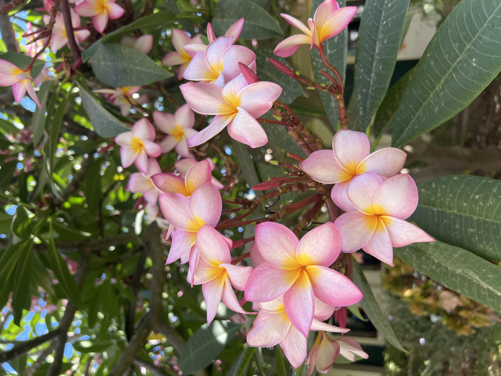 This is a close-up, vertical, eye-level shot of a cluster of pink and yellow Plumeria flowers and their foliage. The flowers are the primary subject, with several blooming and others in bud. They are arranged on branches with dark brown stems and numerous dark green leaves. The background consists of more foliage, branches, and some out-of-focus green and yellow elements, possibly other plants or structures, and hints of a bright blue sky. The lighting suggests it is daytime and sunny. There are no people visible in the image. The scene appears to be an outdoor garden or natural setting. Without additional context, the specific location within Torremolinos, Spain, cannot be determined from the visual information alone.