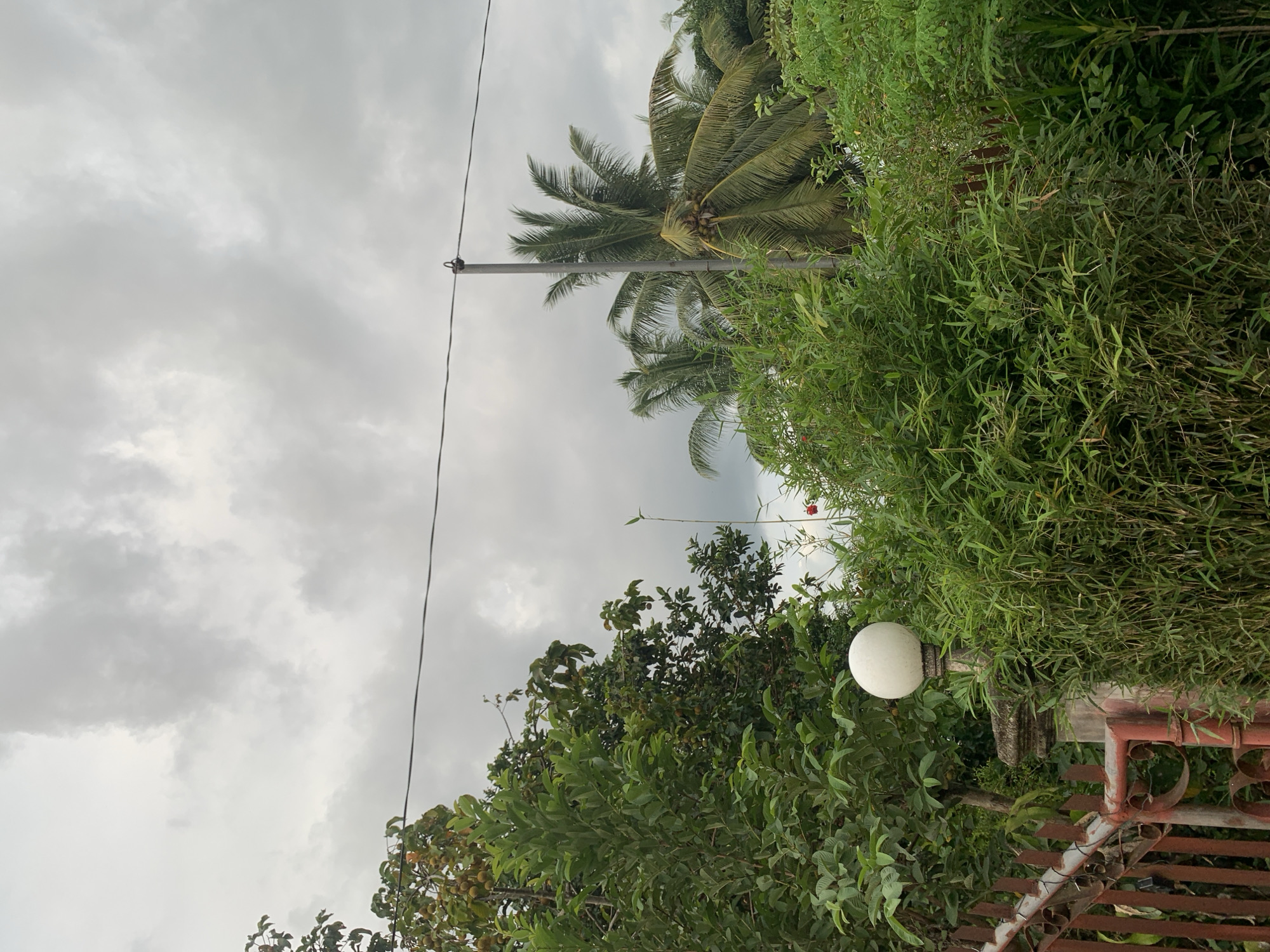 A moderately cloudy, gray sky hangs over a lush green outdoor scene. In the foreground, a rusty red metal fence with vertical bars and decorative elements on the left is partially visible. Adjacent to the fence, a stone post topped with a white, spherical outdoor light fixture stands tall, surrounded by dense, tall green bamboo plants.
Further into the scene, to the right, a tall utility pole with a wire running horizontally across the frame is visible, with several coconut trees behind it, their fronds spread out against the sky. Among the trees, smaller green plants and foliage are abundant, creating a dense, natural environment. A single thin green stalk with a small red flower at its tip rises from the bamboo in the middle ground. The overall impression is a semi-rural or residential area with abundant vegetation under an overcast sky, likely in Kiblawan, Philippines, given the presence of coconut trees and tropical foliage. There are no people or animals visible in the image.