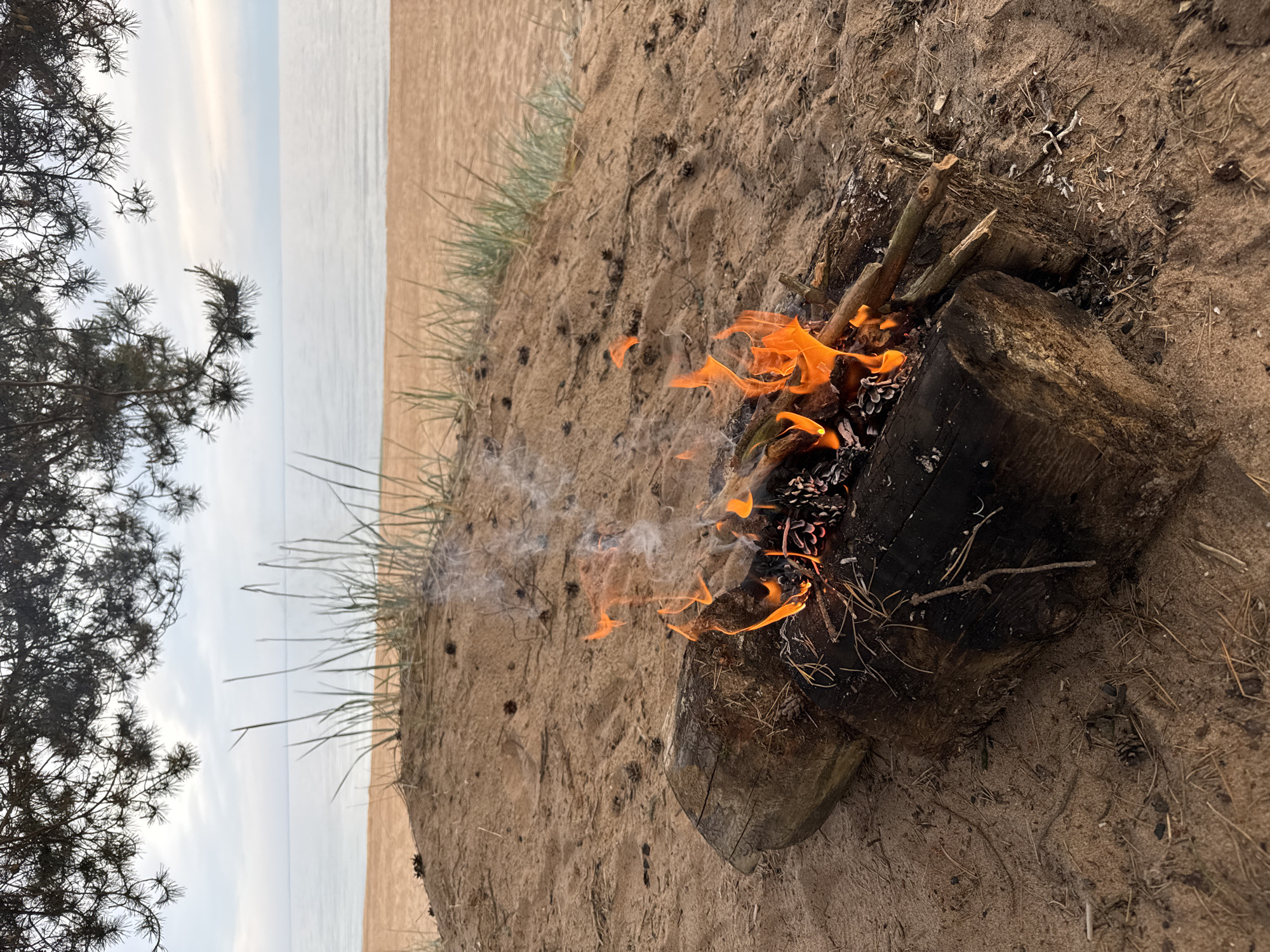 The image displays an outdoor scene in Zelenaya Roshcha, Russia. A small, active campfire is burning on a sandy surface, constructed between two horizontal, dark-colored logs that serve as a base. Orange flames are visible, consuming smaller sticks and pine cones, with white smoke rising from the burning materials. The immediate ground around the fire is light brown sand, interspersed with pine needles and small fragments of wood. Behind the campfire, a low sand dune rises, populated with clumps of green grass and numerous dark pine cones scattered across its surface. Beyond the dune, a wide expanse of light brown sand, characteristic of a beach, leads to a calm, greyish-blue body of water that extends to the horizon. The sky above the water is overcast with light grey clouds. The top portion of the frame is occupied by dark, silhouetted branches of a pine tree with visible needles. No individuals are present in the image.