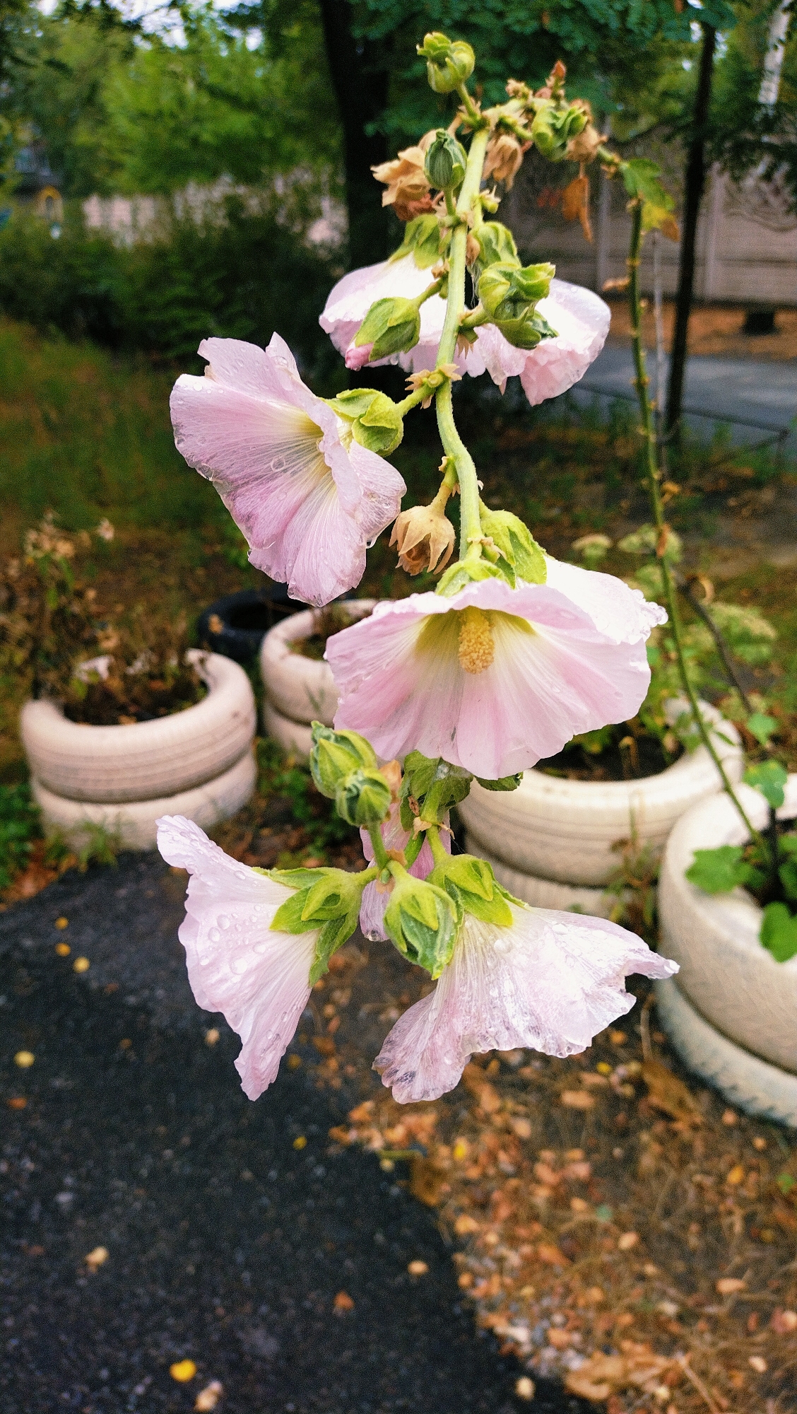 This is a close-up, eye-level, outdoor shot of a stalk of light pink hollyhock flowers. The flowers are wet, indicating recent rain. The background is blurred, with elements of greenery and what appear to be repurposed tire planters. The ground in the foreground is dark asphalt with scattered yellow leaves. The scene appears to be in a residential or public area within the city of Horishni Plavni, Ukraine. No people are present in the image.