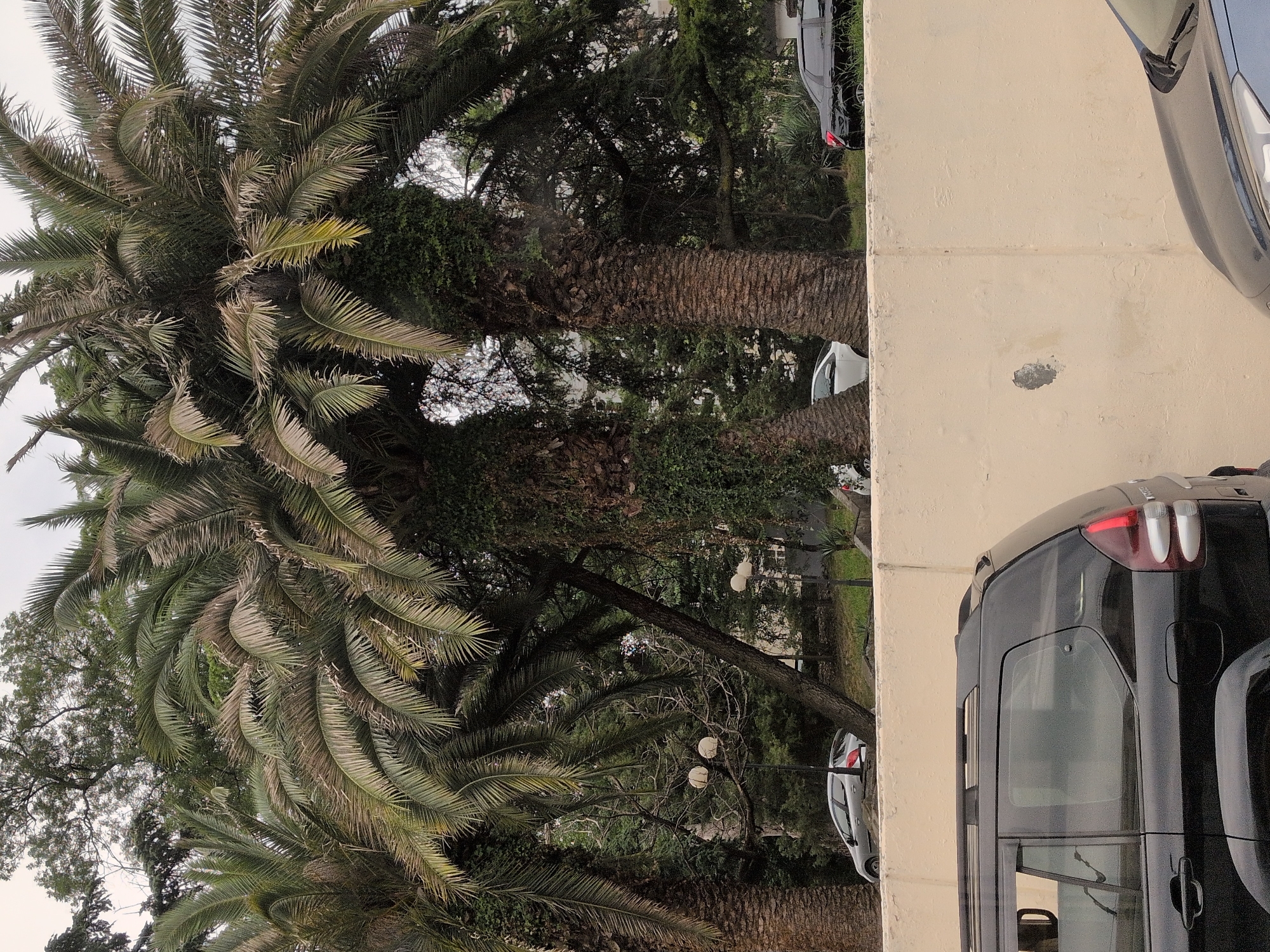 In Sochi, Russia, a street scene unfolds with a focus on lush, mature palm trees and vehicles. Three large palm trees dominate the foreground, their fronds creating a dense canopy. The trunks of these trees are textured and partially covered in greenery, giving them a wild, overgrown appearance. Behind the palm trees, the scene opens up to a street with several parked cars. To the left, a silver sedan is visible, parked alongside a light-colored wall. Further to the right, a black sedan is also parked. In the foreground, the rear of a black SUV is prominently displayed, facing left. The wall in the foreground is a light, textured beige, showing some minor wear and tear. The background suggests a park-like setting with more trees and foliage. The sky is overcast, creating a muted, diffused light. There are no people visible in the scene.