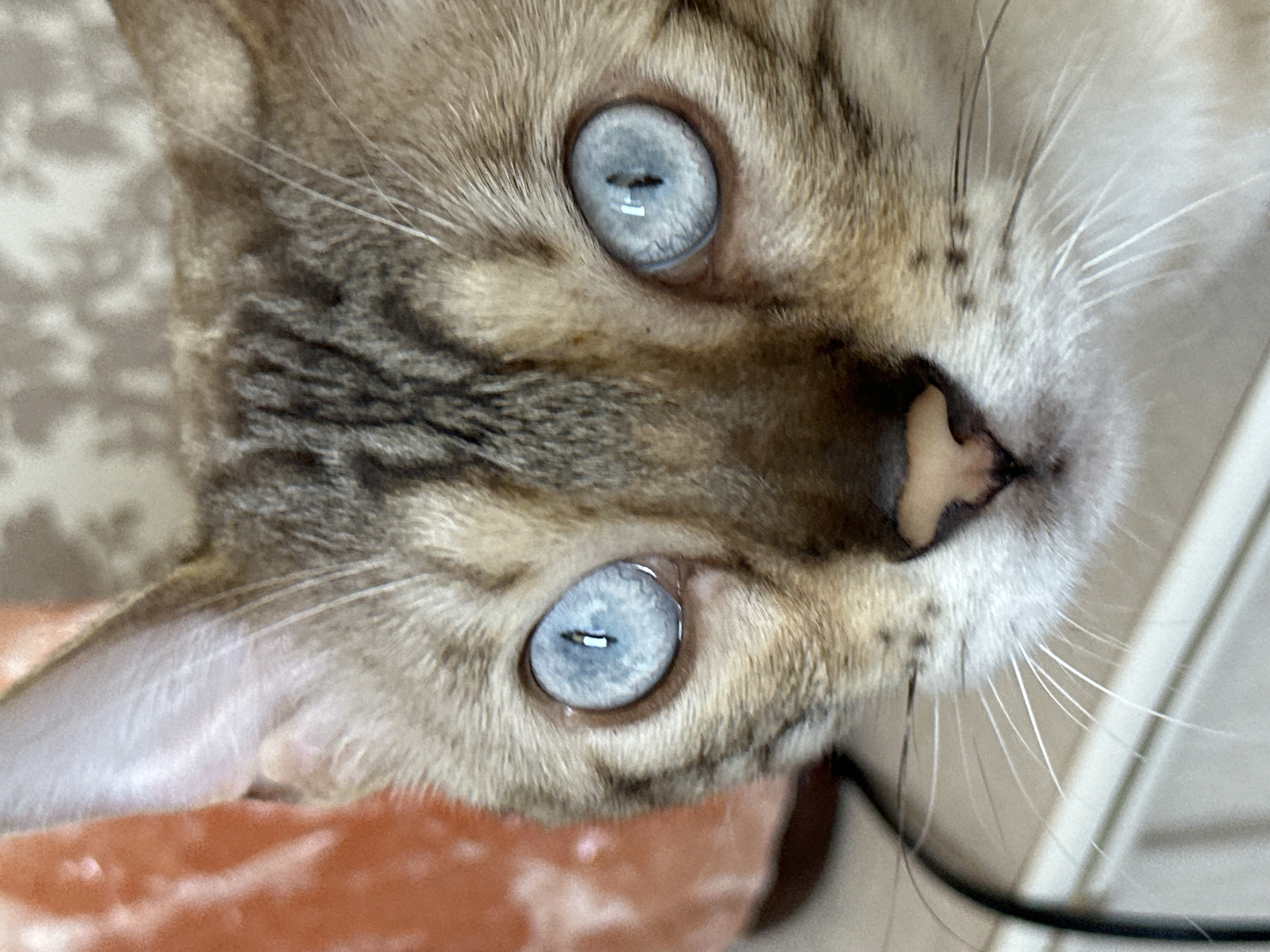 A close-up, eye-level shot shows the face of a cat with striking blue eyes. The cat has a brown and tan coat with dark tabby markings on its forehead and cheeks. The background is blurred, with a reddish-orange object on the left side of the frame and a neutral-colored textured surface behind the cat. The cat's whiskers are prominent. The image appears to be taken indoors. The provided context of Energetik, Russia does not appear to be directly represented in the visual information of the photograph itself, as it is a close-up portrait of a cat with no discernible urban or geographical indicators.