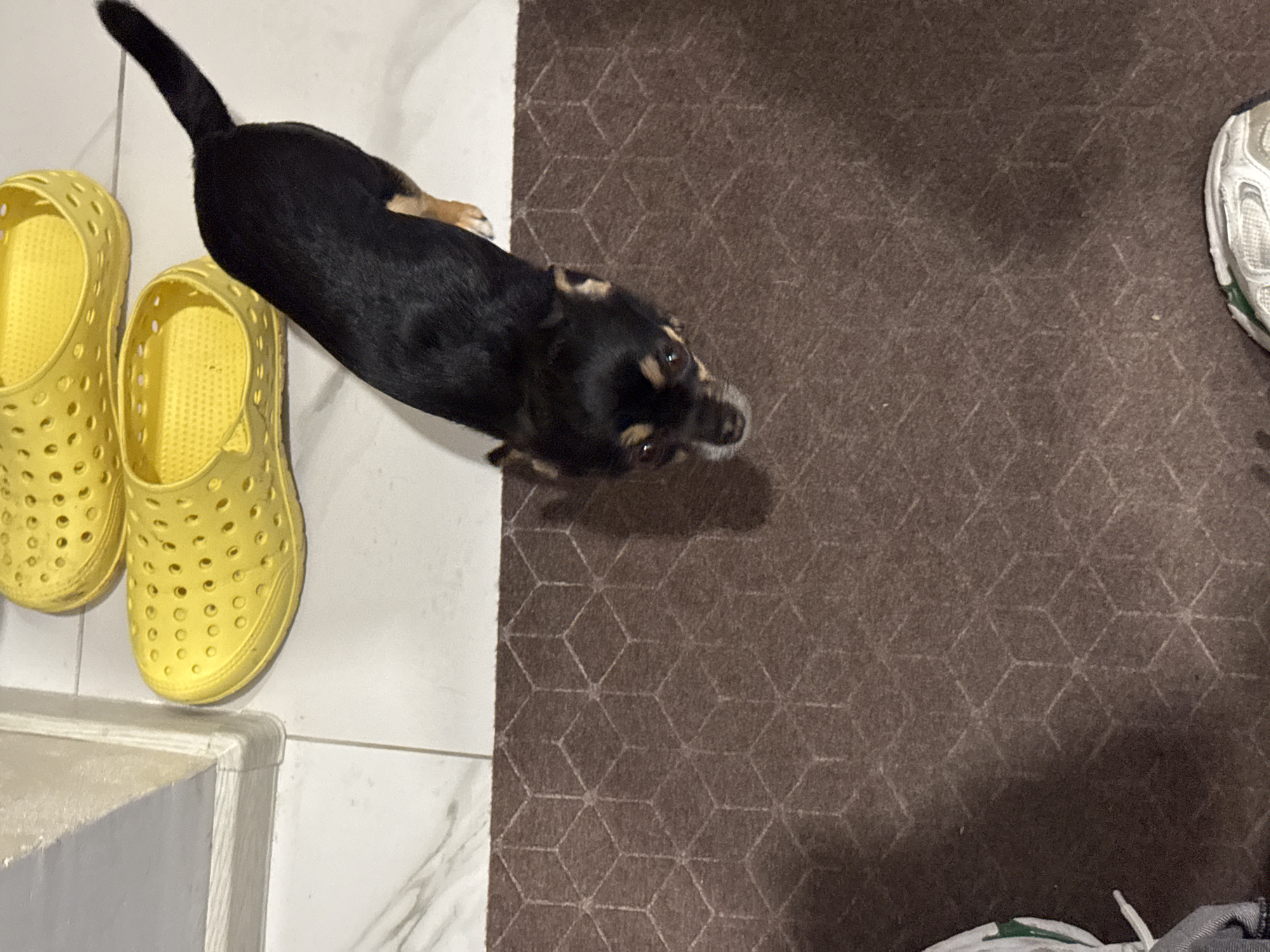 The scene presents an indoor setting where a small, predominantly black dog with tan markings is positioned between a white tiled floor and a brown rug with a geometric pattern. The dog appears to be looking towards the right of the frame. To the left of the dog, on the tiled floor, are two yellow, perforated shoes. Part of a white structure is visible at the bottom left corner of the frame, near the shoes. On the right side of the rug, a pair of shoes is partially visible.
I have no information about whether or not this is in Sochi, Russia.