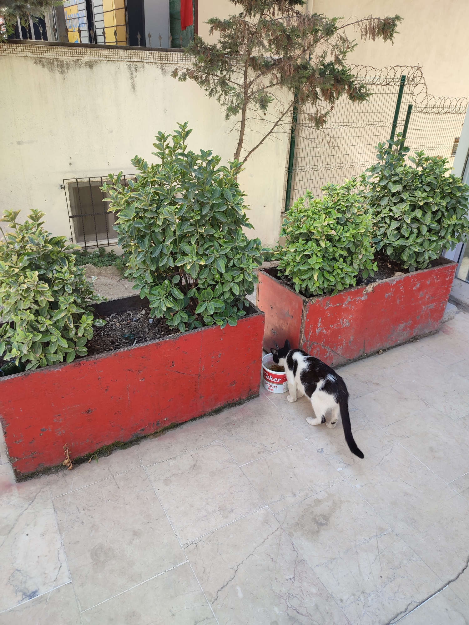 A black and white cat is eating from a white bowl on a tiled patio. Behind the cat are two large red planters filled with green shrubs. The planters are positioned against a light-colored building. A metal fence with barbed wire is visible behind the planters. The overall environment suggests an outdoor urban setting. This scene is located in Kadıköy, Turkey.
