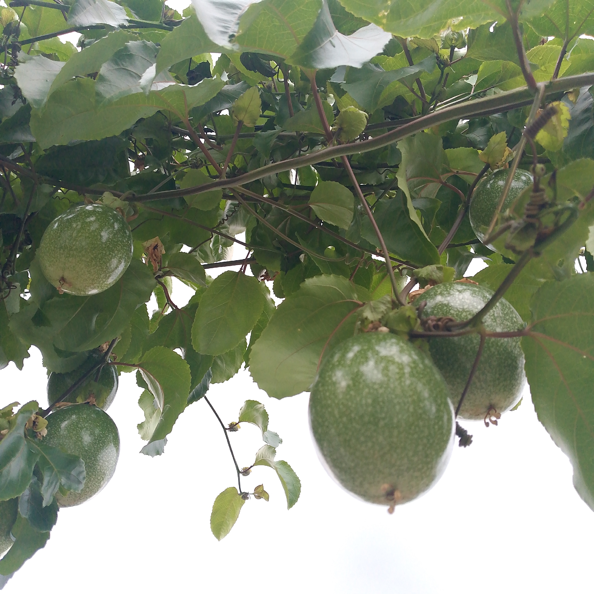 The image captures a close-up view of several unripe, green passion fruits hanging from their vines amidst a dense canopy of green leaves. The fruits are roughly spherical to oval, with a smooth, slightly mottled green skin that shows lighter speckles. They are prominently displayed, suspended by their stems, with a few partially obscured by the foliage.
The leaves of the passion fruit vine are vibrant green, varying in size and shape, and form a thick, natural screen around the fruits. Brownish-red stems and delicate, spiraling tendrils are visible throughout the frame, illustrating the climbing nature of the plant. The background is a stark, bright white, suggesting an overcast sky or strong backlighting, which silhouettes the plant's structure and highlights the fruits and leaves.
No human activity or presence is depicted; the scene focuses entirely on the natural growth of the passion fruit. The overall impression is one of lush, verdant plant life. The time of day appears to be daylight, under conditions of diffused sunlight. This scene is located in Tinaquillo, Venezuela. There is no visible text in the image.