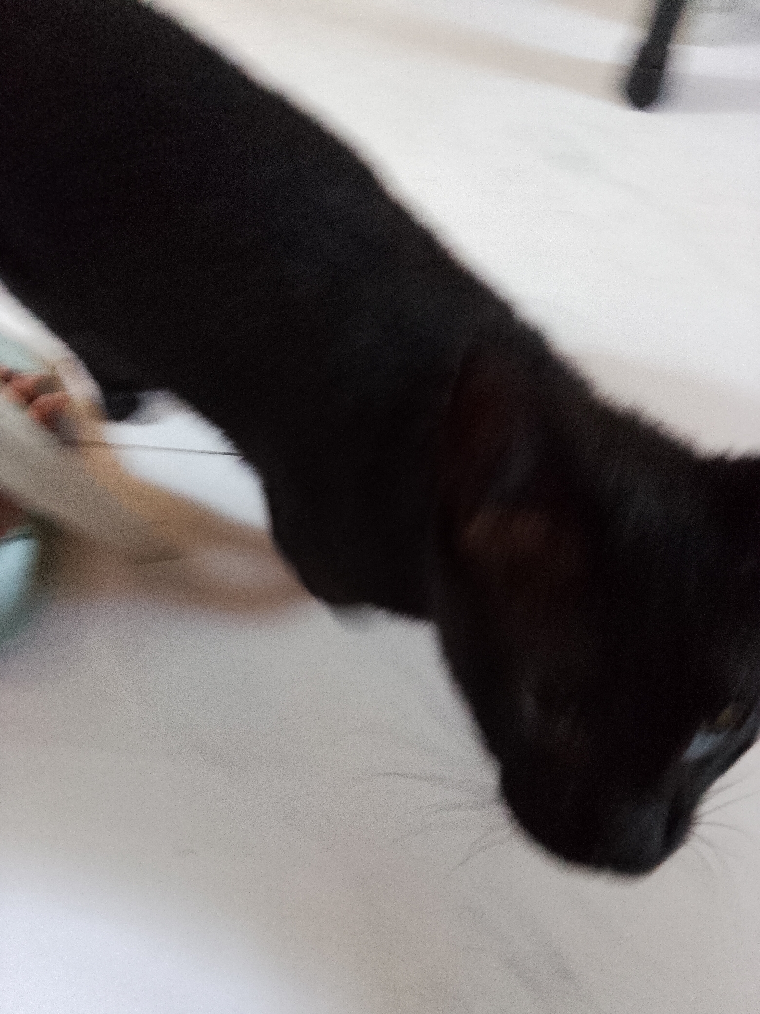 The image captures a black cat indoors, positioned with its head close to a light-colored floor, possibly sniffing or investigating. The cat's right eye, visible on the right side of its face, appears blue. Whiskers are faintly visible. In the background, to the left, a person's foot is visible, with painted toenails (light color). Part of a light blue or green object, possibly a bowl, is also visible near the foot. The floor appears to be white or off-white, with some faint specks or texture. The overall image is slightly blurry, suggesting motion or a quick snapshot. No specific time of day is discernible, and no text is visible. The scene takes place in an indoor setting, likely in Davao City, Philippines, as per the provided context.