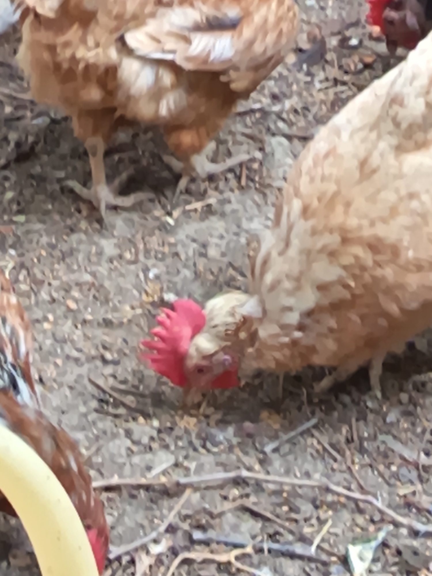 The image shows a close-up view of several chickens foraging on a dirt ground. The chickens are brown and tan with red combs on their heads. One chicken in the foreground is bending its head down, appearing to peck at the ground. Another chicken is visible to the left, partially obscured. The ground is covered with dirt, small stones, and twigs. There is no visible indication of the city of Masazir, Azerbaijan, or any urban elements within the frame.