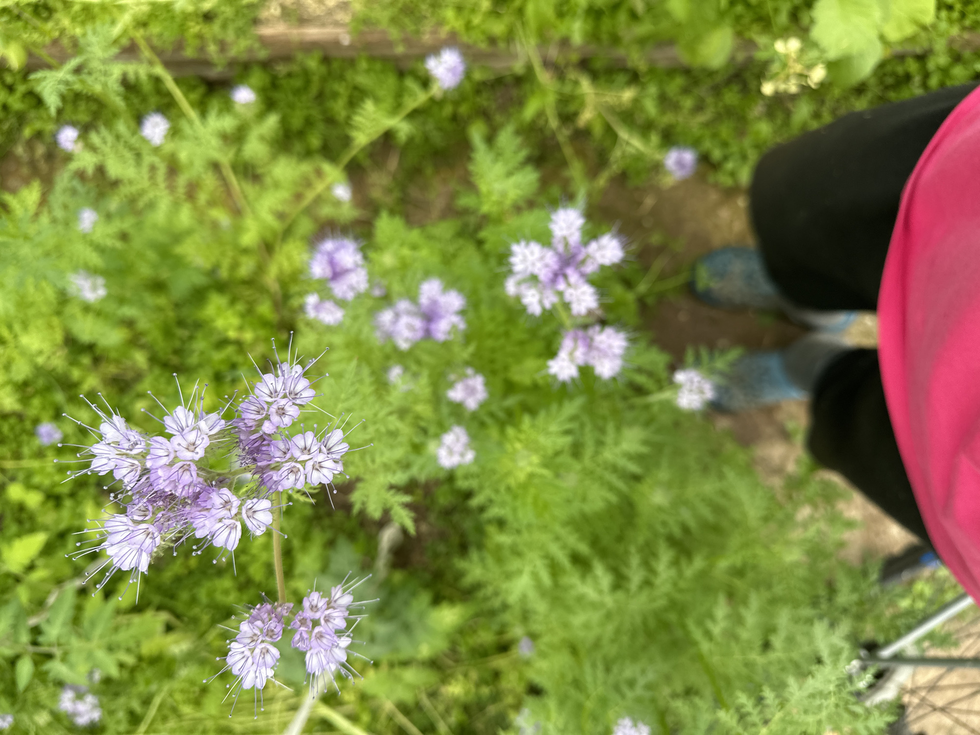 The image shows a field of Phacelia tanacetifolia plants with light purple flowers. A person is standing among the plants, wearing black pants, a pink shirt, and blue shoes. Part of a bicycle wheel is visible near the person's feet. The location is likely a garden or natural area, given the dense vegetation. The city of Chaikovsky, Russia, is mentioned, though not visually confirmed in the photo.
