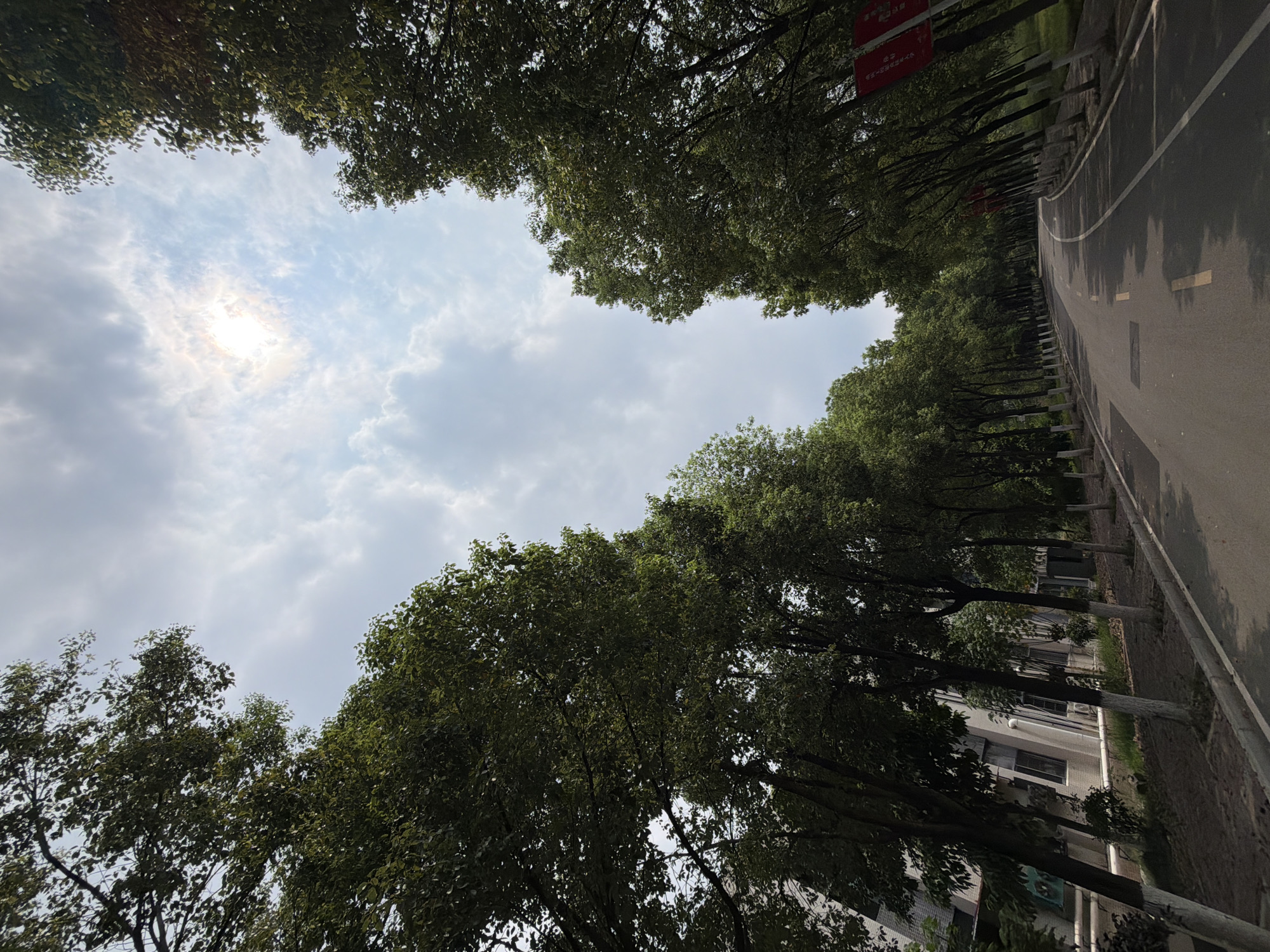 The image depicts a road lined with trees in Jiangjin, China. The road curves gently to the right, with a white line marking the edge of the lane and yellow lines indicating the center. The trees on either side are tall and leafy, with their branches forming a canopy overhead, allowing sunlight to filter through to the road. The sky above is partly cloudy, with the sun visible, creating a bright spot in the upper center of the frame. On the left side of the road, a building with windows and a pale facade is partially visible between the trees. The ground beside the road is covered with grass and some dark soil. The overall scene suggests a road on a campus or in a park-like setting within the city.