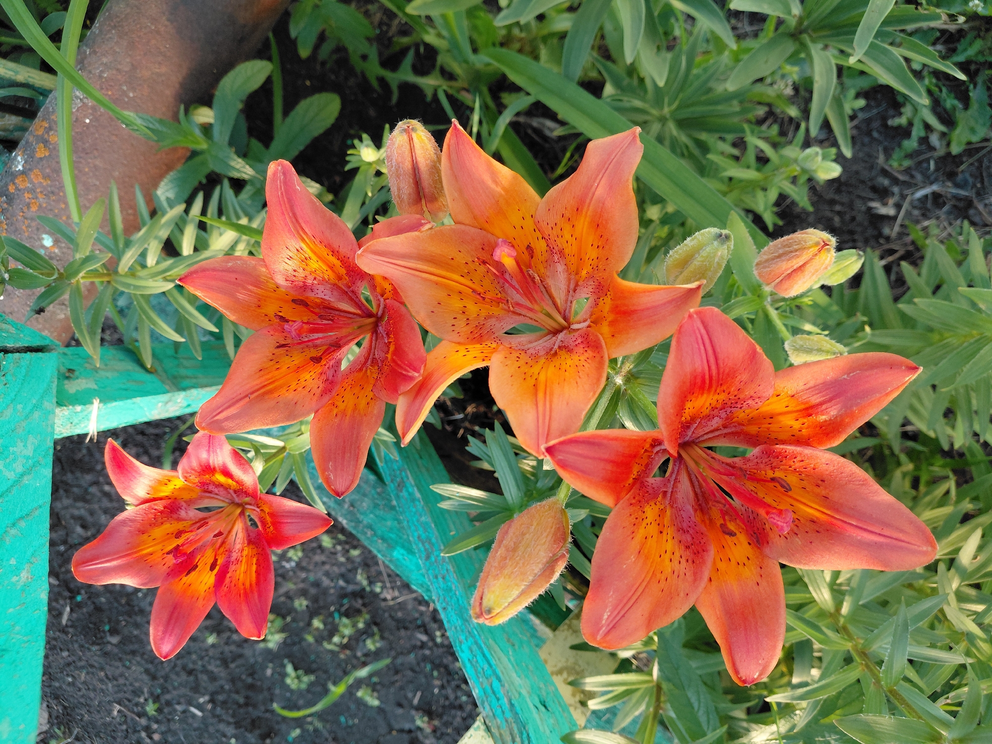 This is a close-up, high-angle, outdoor, natural light photograph of several orange tiger lilies in bloom and buds. The flowers have six petals with darker orange speckles, and their stamens are visible. The lilies are growing in soil and surrounded by green foliage. A portion of a weathered, teal-painted wooden fence is visible in the upper left quadrant of the image. In the background, a rusty, cylindrical object, possibly a pipe or metal post, is partially visible. The scene appears to be in a garden or natural setting. There are no people or animals present. The location in the city of Новосёлово, Russia, is not discernible from the image itself.