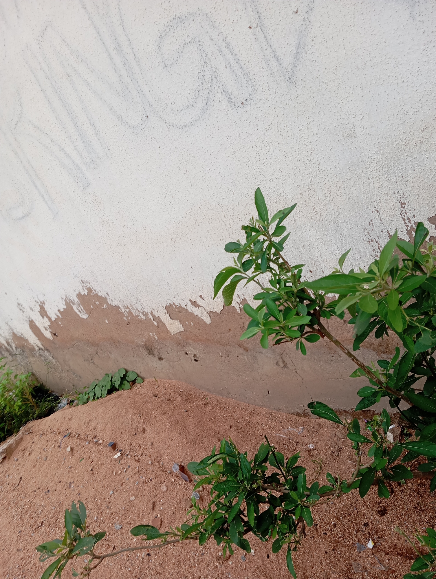 A medium shot captures a small, leafy green plant growing from a pile of reddish-brown sand in front of a textured off-white wall. The wall has a weathered appearance with patches of exposed brown plaster and faint, faded blue markings that resemble scribbled lines or writing. The sand pile is uneven, with some debris scattered on its surface. The plant's branches extend upwards and to the right, with numerous small green leaves. The scene suggests an outdoor, possibly urban, environment with elements of decay and new growth. The image does not contain any people or evidence of specific actions.