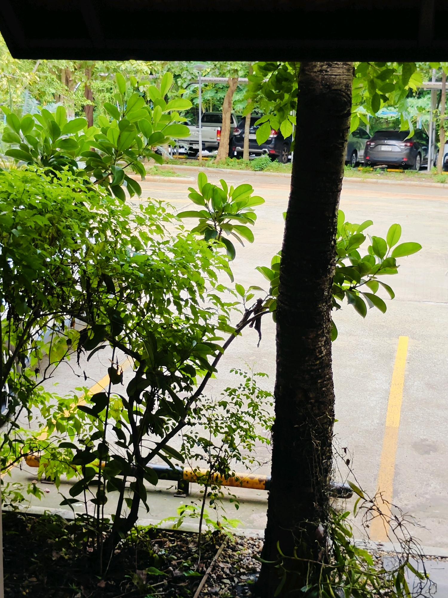The image depicts a view from under a dark awning or overhang, looking out towards a parking area and trees. In the foreground, there is a prominent, rough-barked tree trunk on the right, with lush green foliage of smaller plants and trees obscuring the background on the left. The foliage is dense and varied in texture, with some leaves appearing smooth and broad, while others are smaller and more delicate.
Beyond the vegetation, a paved surface, likely a parking lot, is visible. Several cars are parked under a covered structure with visible support columns. The cars are of various colors, including dark gray, black, and a lighter silver or white. One car, a dark gray sedan, is parked closest to the foreground on the right side, displaying its rear. A yellow painted line, characteristic of a parking space divider or lane marker, runs diagonally across the paved area in the middle ground. Further in the background, more trees are present, suggesting a location with natural greenery interspersed with man-made structures. The overall lighting suggests an overcast or shaded environment. This scene is consistent with an outdoor parking area in a location such as Mu Si, Thailand, where such combinations of parking facilities and abundant vegetation are common. There are no people visible in the image.