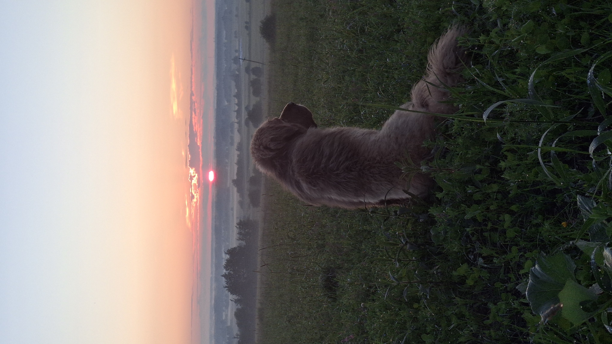 A fluffy, light brown dog sits facing away from the camera in a field of green grass. The dog is positioned in the lower right quadrant of the image, its head turned to the right, looking out at the horizon. In the background, the sun is setting, casting a warm, orange glow across the sky. The sun appears low on the horizon, partially obscured by clouds. The landscape in the distance is hazy with a light fog, suggesting a rural or semi-rural setting. There are trees and some faint structures visible in the distance. The grass in the foreground appears dewy, indicating it may be early morning or late evening. The scene evokes a sense of tranquility and natural beauty.