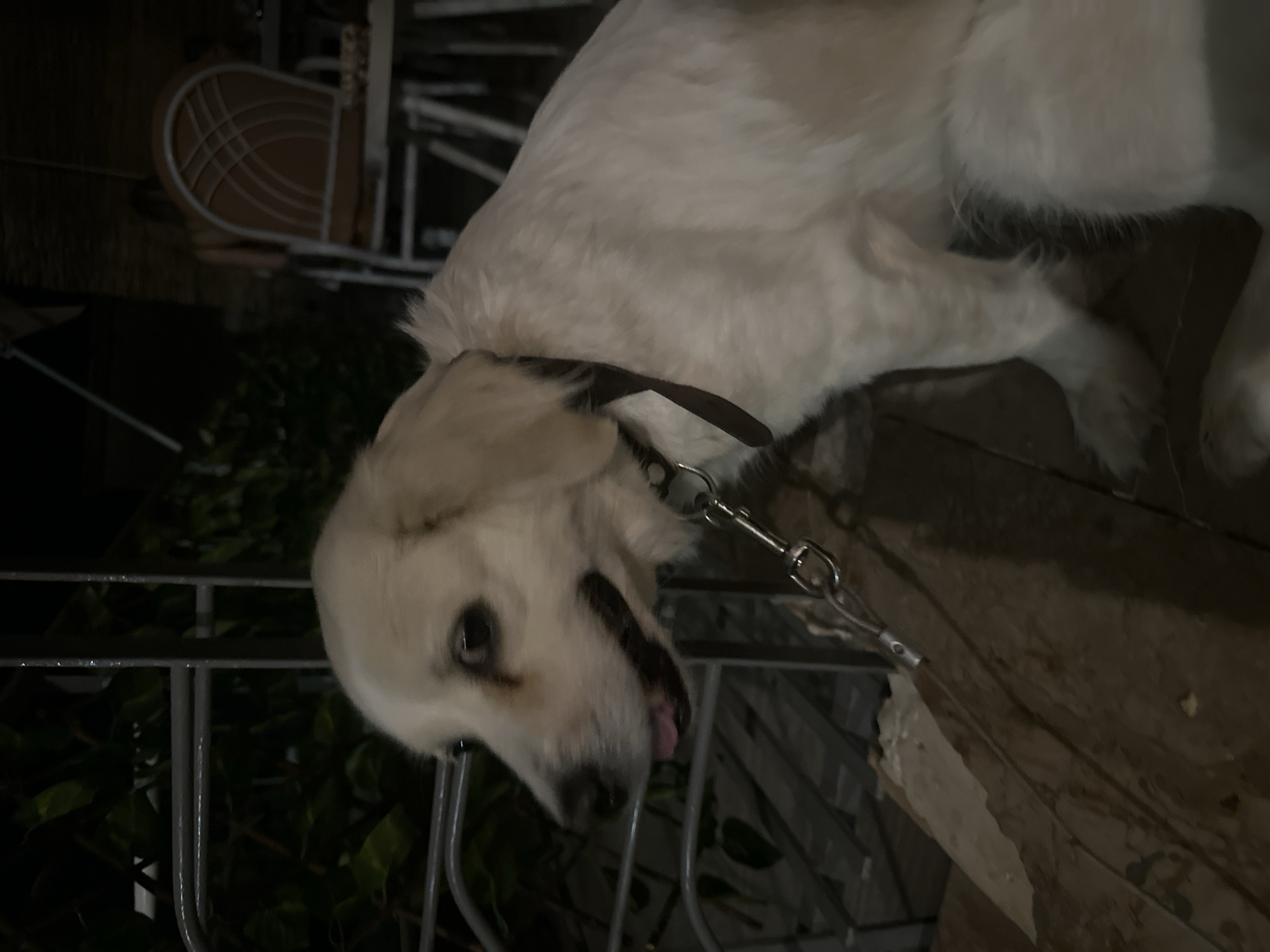 A light-colored, long-haired dog is leashed and sitting on wooden steps outdoors at night. The dog is looking to the left with its mouth slightly open. A dark brown collar is visible around its neck, with a metal leash clip attached. In the background, out-of-focus, are metal railings, dark green foliage, and outdoor seating with chairs and tables. The scene appears to be in an urban or semi-urban outdoor setting in the Municipal Unit of Argos, Greece, possibly a restaurant or cafe patio.