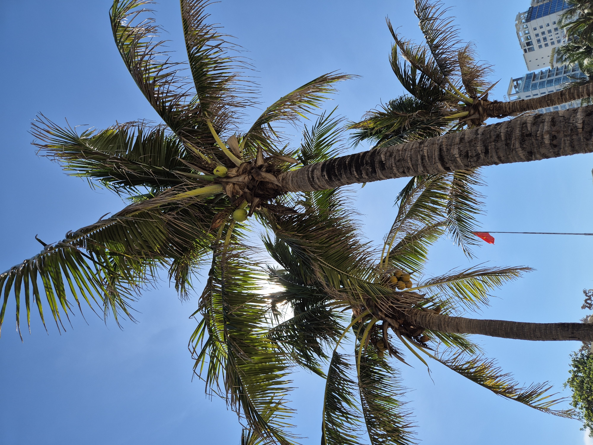 This low-angle shot captures a clear blue sky over the city of Da Nang, Vietnam, with several palm trees in the foreground. The fronds of the palm trees are vibrant green, with some showing signs of dryness. Coconuts are visible on one of the trees, and the sun's rays peek through the leaves, creating a dappled effect. In the distance, a red flag with a star, likely the Vietnamese flag, flies from a tall pole. Behind the flag, modern high-rise buildings with glass facades are visible, suggesting an urban coastal setting. The overall scene depicts a sunny day in a tropical city, likely a tourist area.