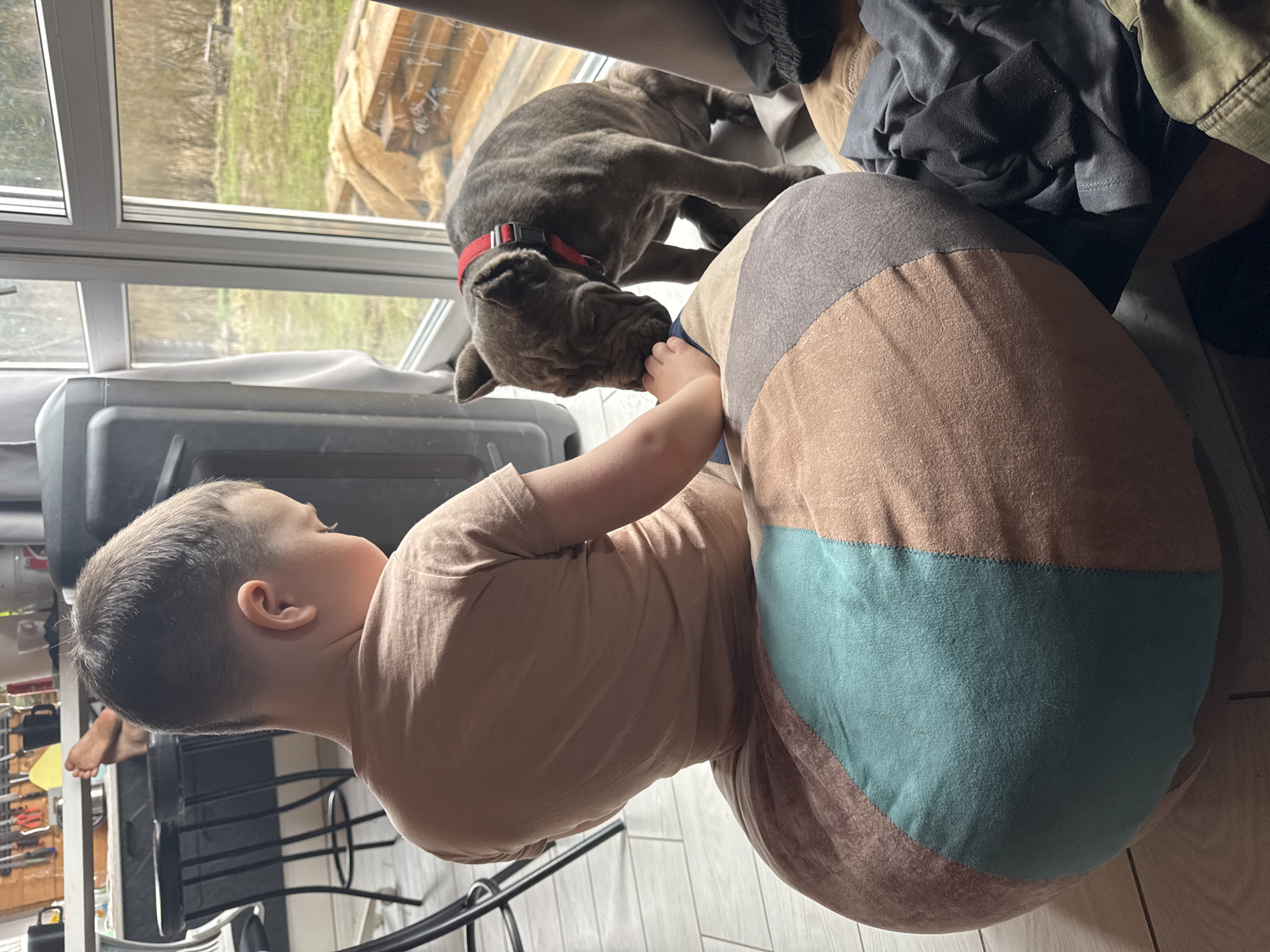 A young child wearing a tan-colored t-shirt is seated on a large, round pillow, composed of horizontal bands of brown, gray, and teal fabric. The child is interacting with a gray bulldog with a red collar. The dog is near a window with a view of a grassy outdoor area. There is a gray plastic container near the window, as well as a laundry pile with clothes on a pillow. The setting is Unknown, Unknown.