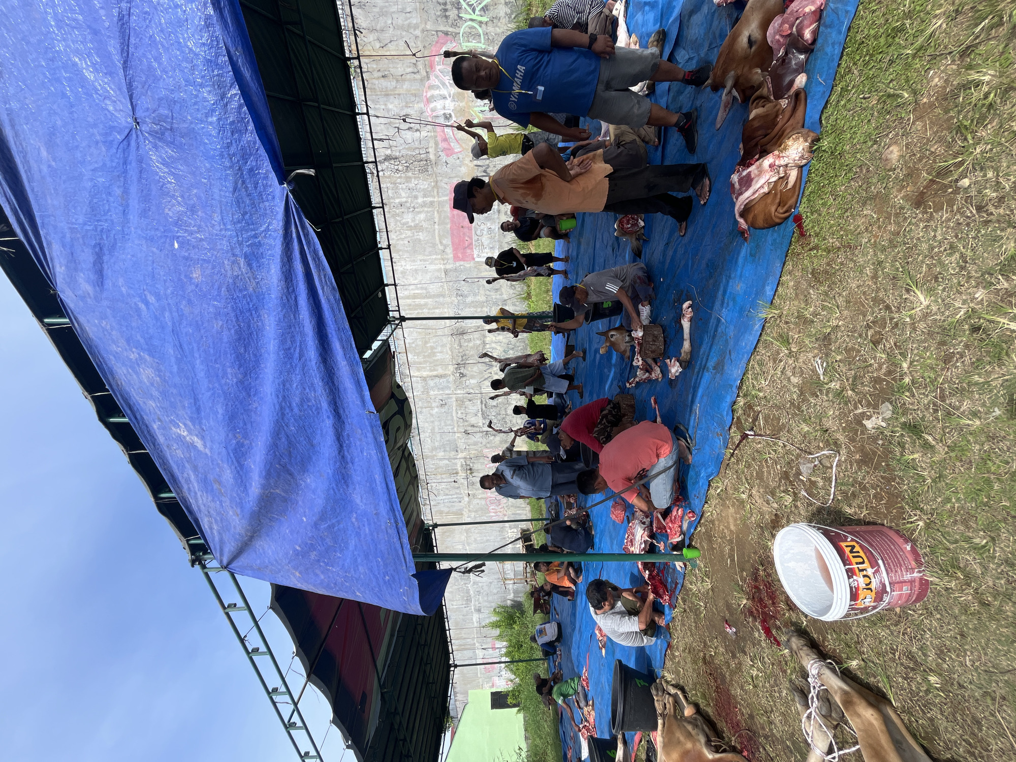 The image depicts a communal slaughter of livestock, possibly cows, taking place outdoors in Paya Geli, Indonesia. Numerous people are present, some actively cutting meat on a large blue tarp spread on the grass. Animal carcasses and butchered portions are visible on the tarp and the surrounding grass. A large blue and green tarp-covered structure provides shade. A white bucket with the brand name "JOTUN" sits nearby. The background shows a tall concrete wall with graffiti.