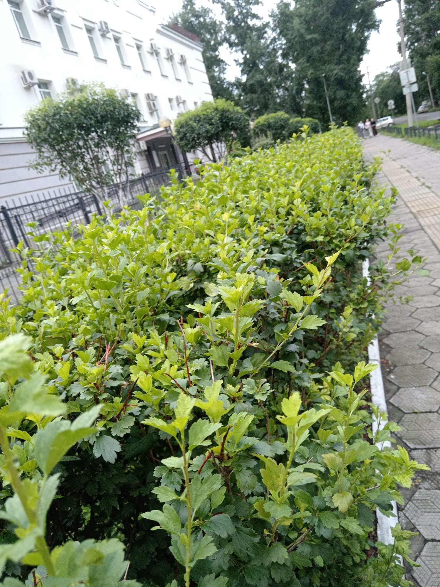 The image depicts a sidewalk lined with a dense hedge of green bushes. In the background, a light-colored building with multiple windows and air conditioning units is visible. Further in the distance, there are trees and a street with a car and three pedestrians walking. The scene appears to be an urban environment, possibly in Belogorsk, Russia, given the architectural style and vegetation.