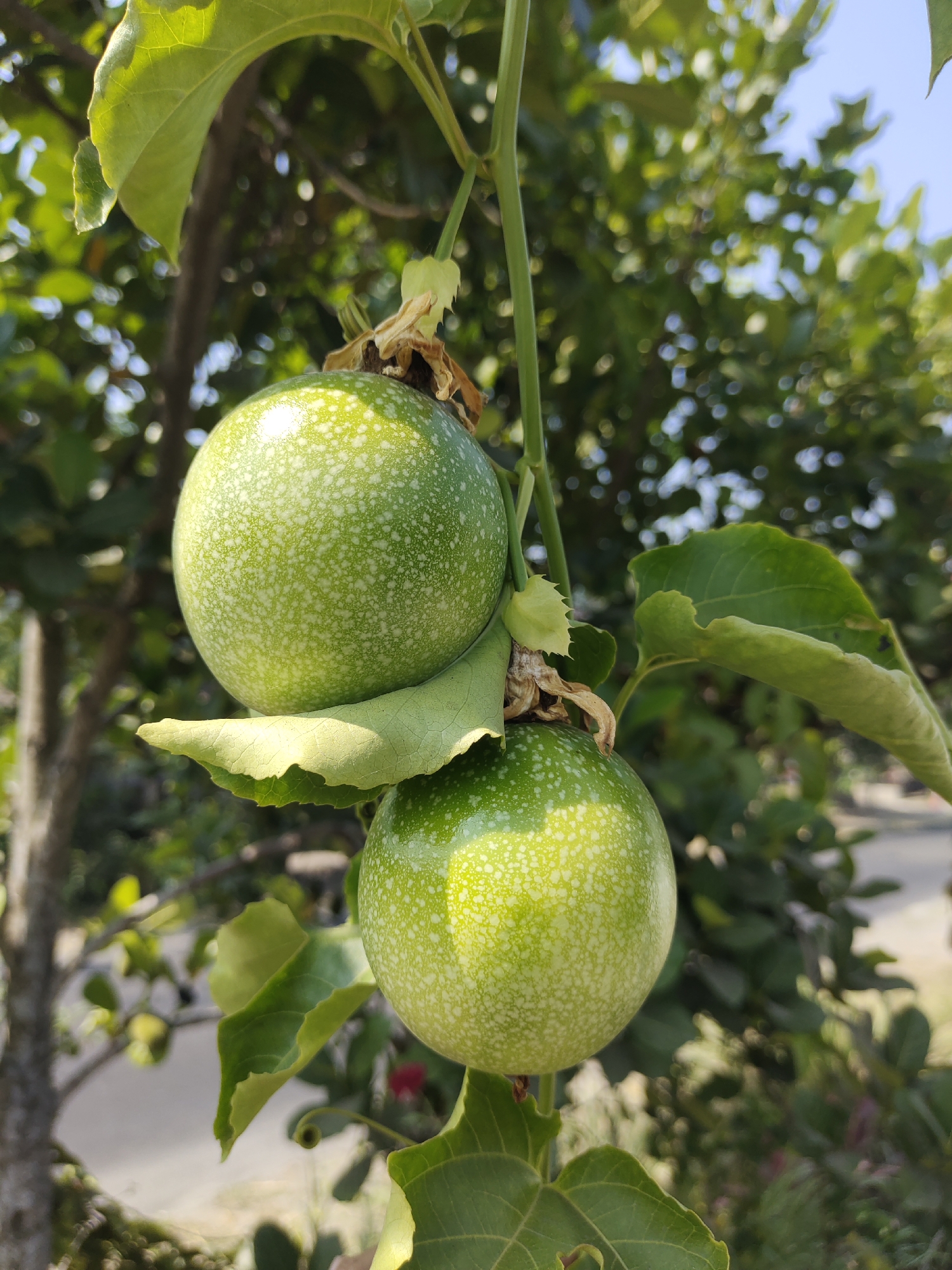 In Tangkil, Indonesia, two green passion fruits hang from a vine, their smooth skin speckled with lighter green dots. The fruits are orb-shaped and about the size of a tennis ball. One fruit is positioned slightly above and to the left of the other. Green leaves, some broad and heart-shaped, others serrated, surround the fruits, some partially obscuring them. The background is blurred, showing a mix of green foliage and a bright blue sky, suggesting an outdoor setting with dappled sunlight. The overall impression is of a natural, agricultural scene, likely a garden or orchard.