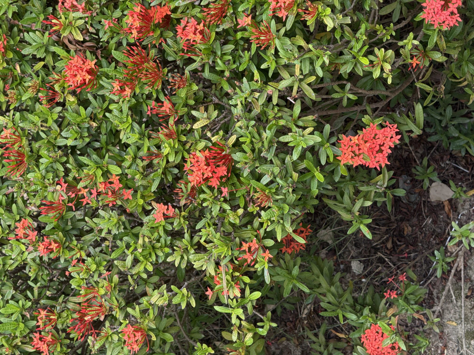The image shows a dense cluster of Ixora flowers, also known as flame-of-the-woods, with vibrant red and orange blossoms. The flowers are clustered in small, star-shaped formations at the tips of branches. The Ixora plant is characterized by its glossy, dark green leaves, which are arranged in whorls along woody stems. The background consists of a tangle of branches and foliage, creating a lush and somewhat overgrown appearance. The ground beneath the plant is covered with dry leaves, twigs, and a light scattering of small stones. The lighting suggests it is daytime, with natural light illuminating the scene. The overall impression is of a well-established Ixora bush thriving in a tropical environment. The location is the city of Ko Samui District, Thailand.