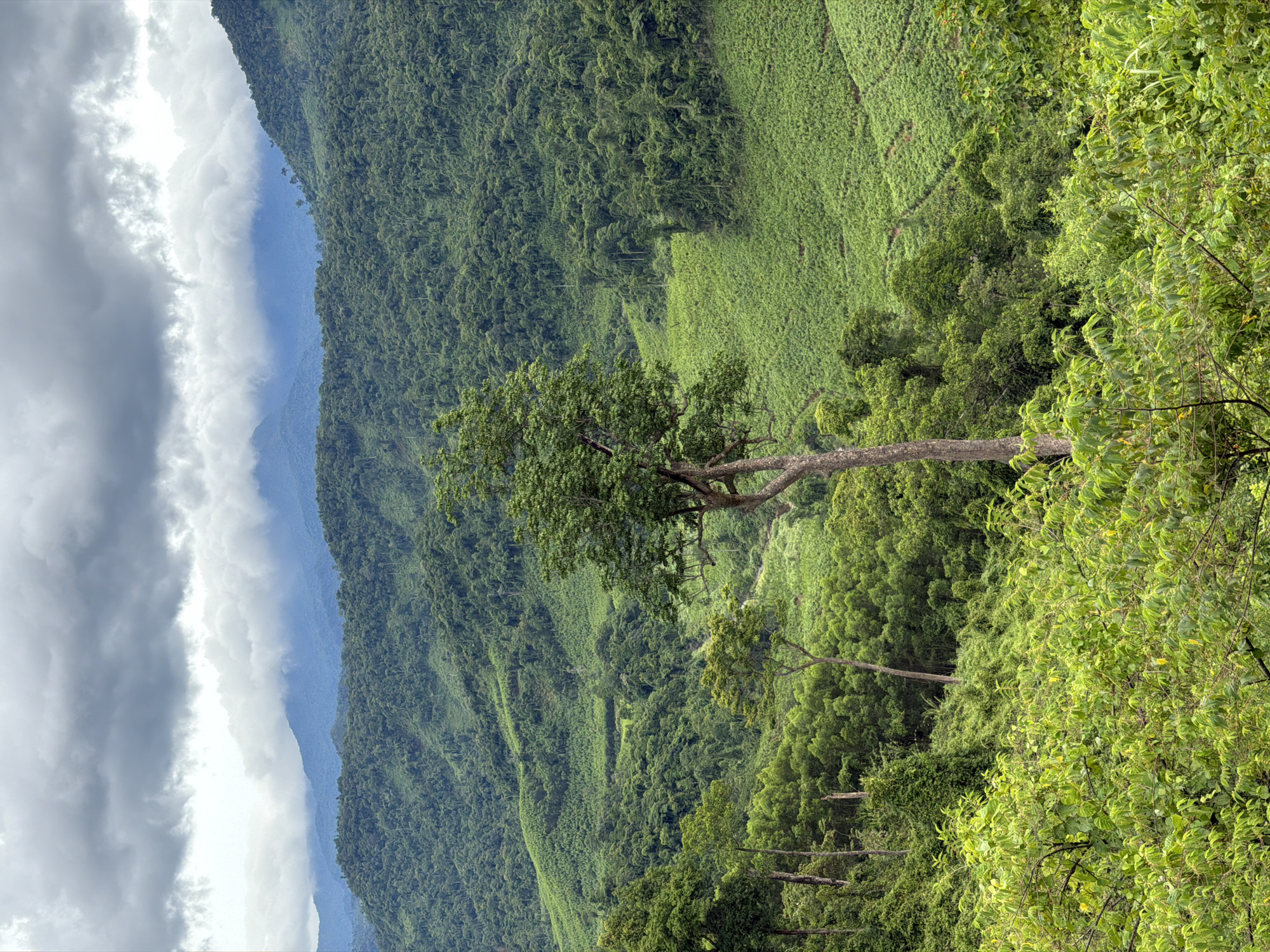 A cloudy, overcast day looms over a lush, green mountainous landscape in Trường Sơn Commune, Vietnam. The foreground is dominated by dense, vibrant foliage, with a prominent tall tree with a thick, weathered trunk standing centrally. Behind this, the terrain descends into rolling hills covered in a patchwork of green vegetation, suggesting agricultural terracing or dense forests. In the distance, multiple layers of mountains recede into a hazy blue, partially obscured by drifting clouds and mist. The overall scene depicts a remote, verdant, and somewhat wild natural environment.
