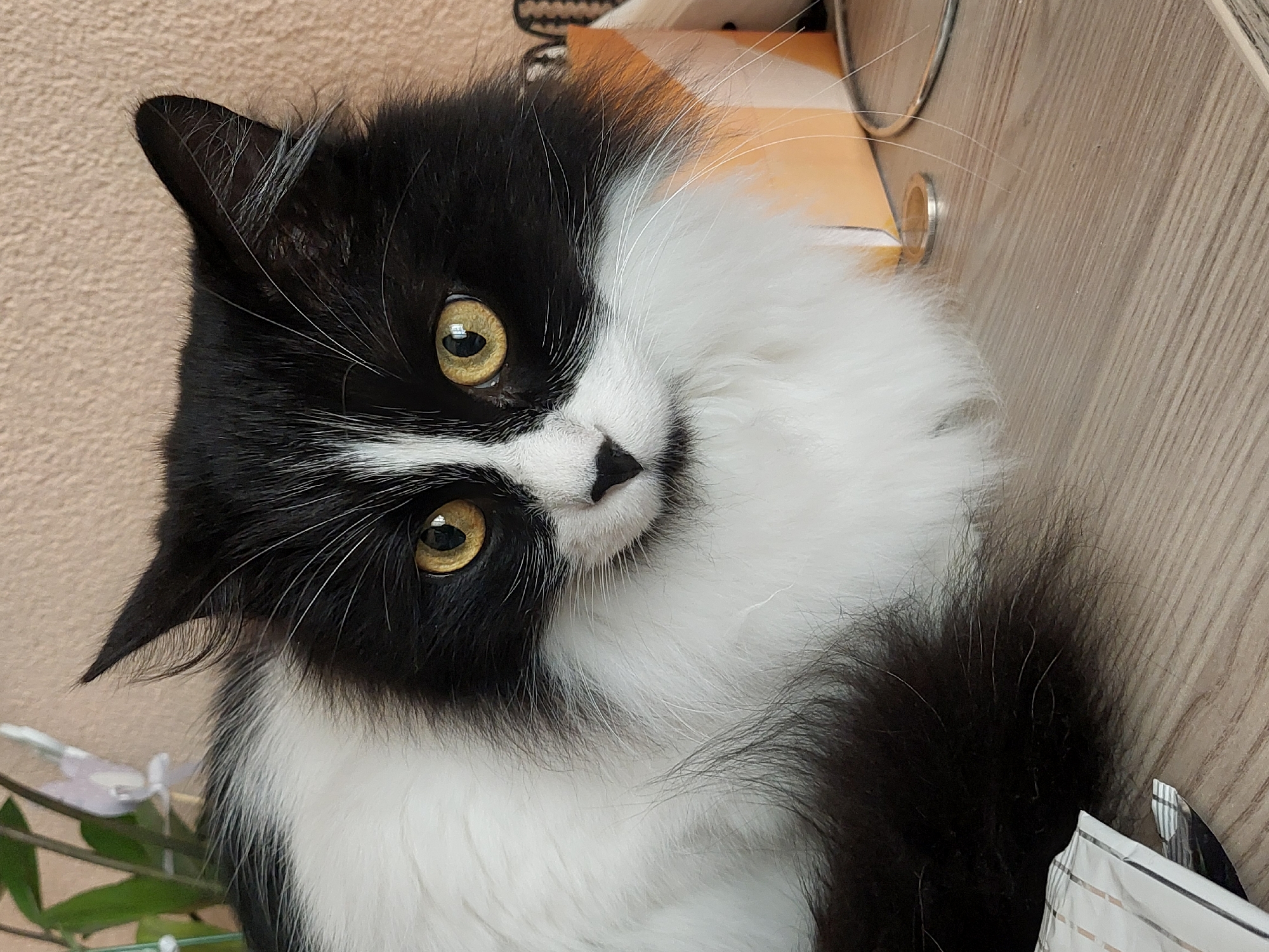 A close-up, indoor photograph features a fluffy, medium-haired black and white cat with striking yellow eyes. The cat is tilted to the left, its head cocked inquisitively towards the viewer. The fur is predominantly white around the chest and throat, transitioning to black on the ears and around the eyes. A distinctive white patch marks the cat's forehead above the eyes. The background consists of a peach-colored wall on the left and a light brown wooden surface on the right. A small coin-like object and part of a striped container is also visible in the background. The lower portion of the frame includes a glimpse of green plant leaves and what appears to be a white and black striped packaging. There is no explicit indication that this image was taken in the city of Plovdiv, Bulgaria, so I must leave it out.