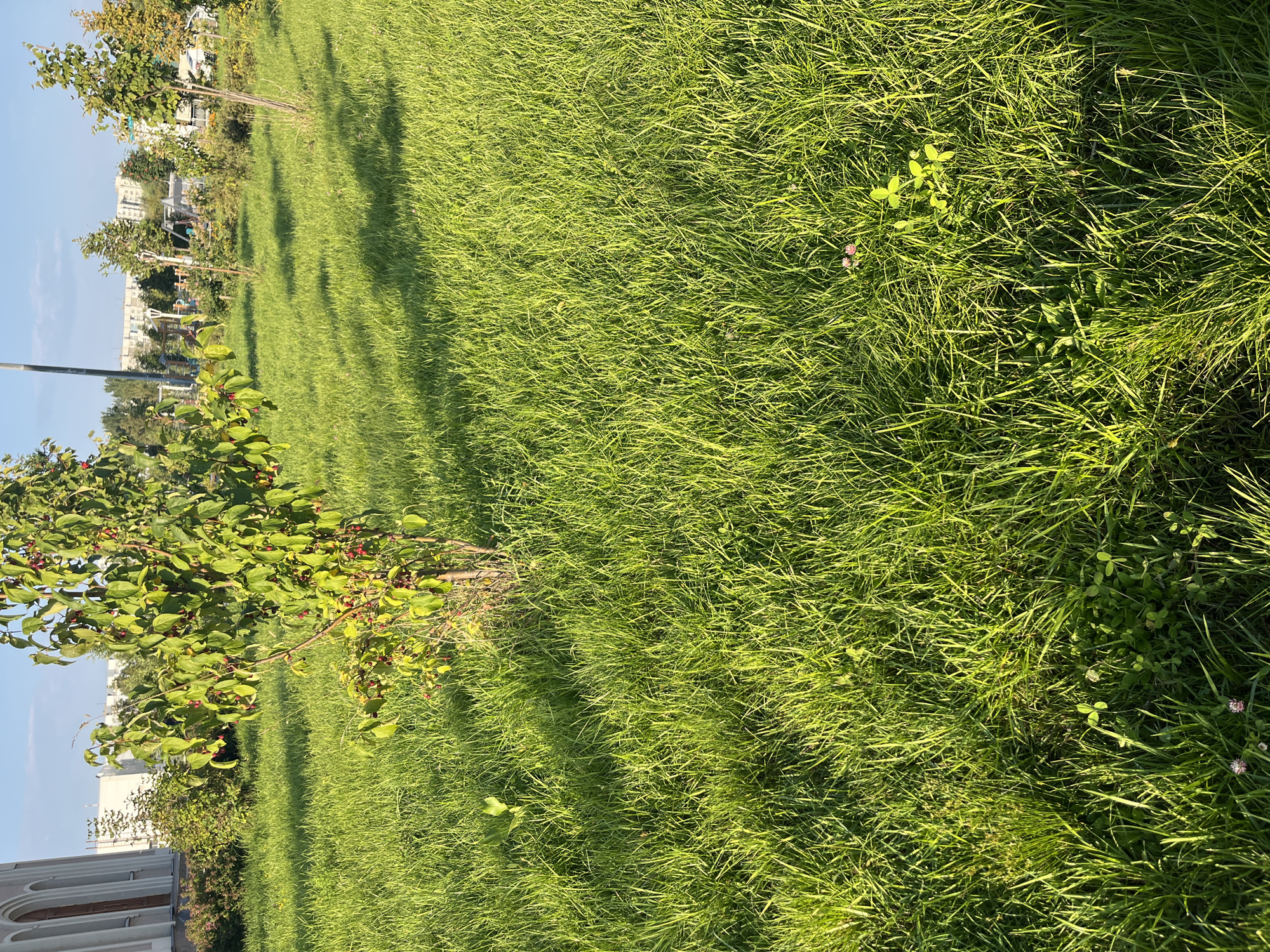 An outdoor shot captures a grassy area in a city park on a sunny day. In the foreground, lush green grass is illuminated by the sun, creating bright patches and shadows. A small tree with green leaves and red berries stands in the middle ground, casting a shadow onto the grass. In the background, a white building with arched windows is visible on the left, and further back, several apartment buildings and trees can be seen under a clear blue sky. A children's playground with swings and slides is also present in the distance.