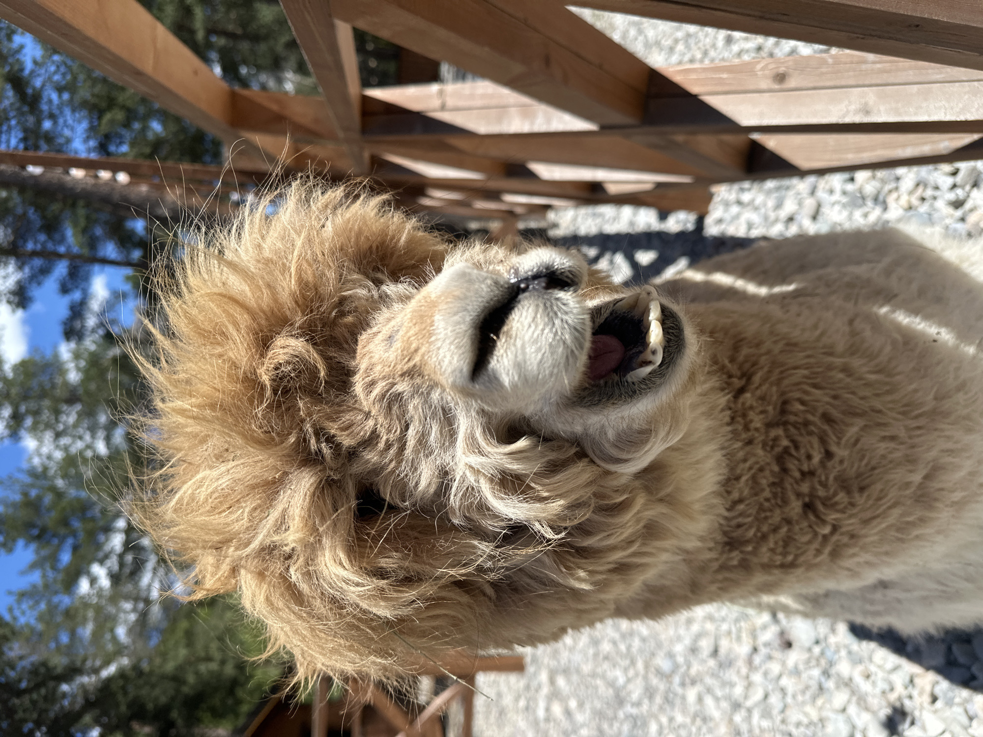 A light brown alpaca with shaggy fur and an open mouth is positioned in the foreground, facing the camera. The alpaca's mouth is open, revealing its teeth and a pink tongue. Behind the alpaca, a wooden fence with horizontal planks runs diagonally across the right side of the frame. The ground is covered with small, light-colored pebbles. In the background, out-of-focus trees with green foliage and a blue sky with white clouds are visible. The scene appears to be outdoors, possibly in a rural or park-like setting. This image was captured in Terskol, Russia.