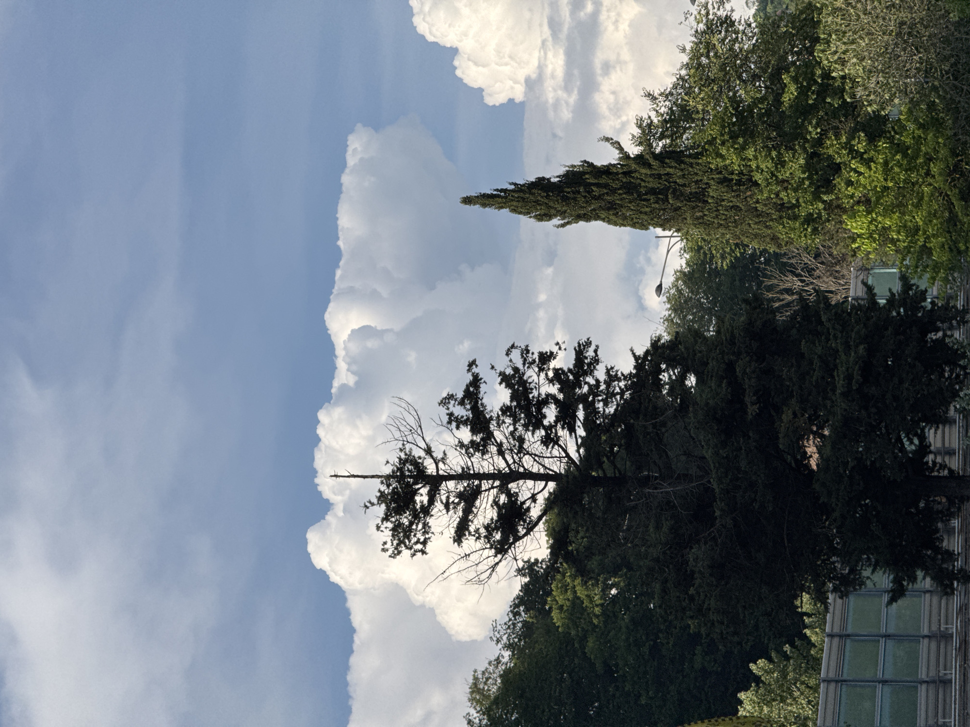 This media file captures a vertical outdoor scene on a sunny day, likely in Sochi, Russia. The dominant subjects are a vibrant blue sky filled with large, billowing white cumulus clouds and the lush green foliage of trees. A tall, slender evergreen tree stands prominently in the foreground, its dark green needles contrasting with the bright sky. Behind it, other trees with dense, varied green leaves create a sense of depth.
The scene appears serene and peaceful. The bright sunlight and the dramatic cloud formations suggest a pleasant, possibly warm, day. The presence of trees and the style of the building visible on the far right, with its grid-like windows and possibly metallic framing, hint at a park, a residential area, or perhaps a public space. There is a street lamp visible between the evergreen and the other trees, indicating an urban or suburban setting. No people are visible in the frame. The image is a snapshot of nature's beauty and the built environment coexisting under a dynamic sky.