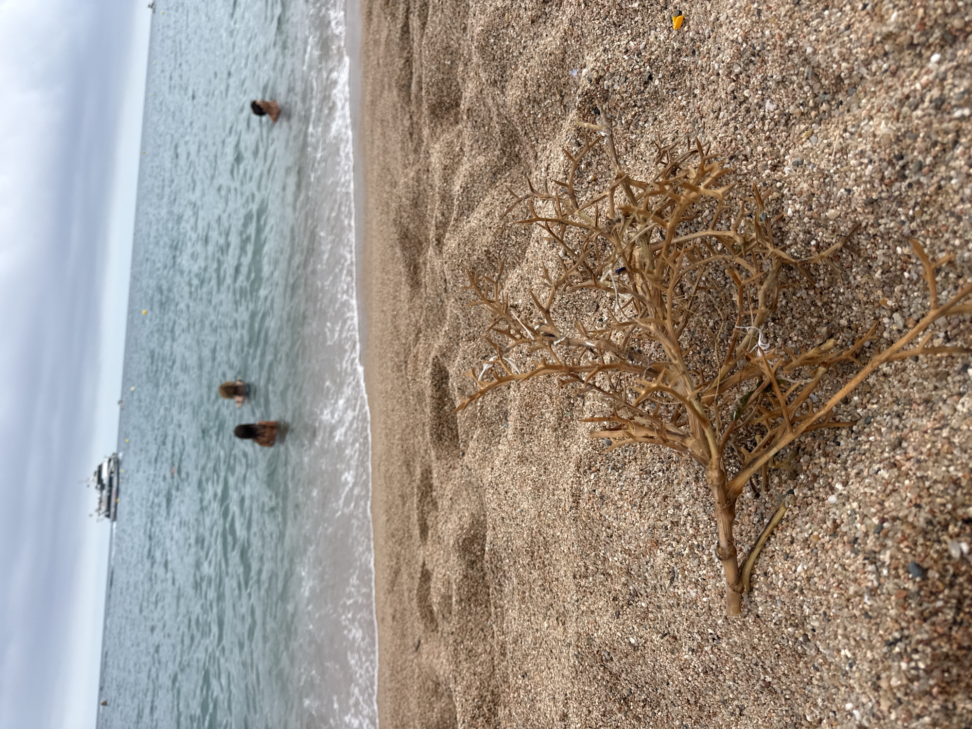 The image shows a low-angle view of a beach in Blanes, Spain. In the foreground, a dried, thorny plant lies on the sand. The sand is a mix of light brown and white grains. In the background, the sea is visible with gentle waves lapping at the shore. Several people are swimming in the water, and a white boat is anchored further out. The sky is overcast.