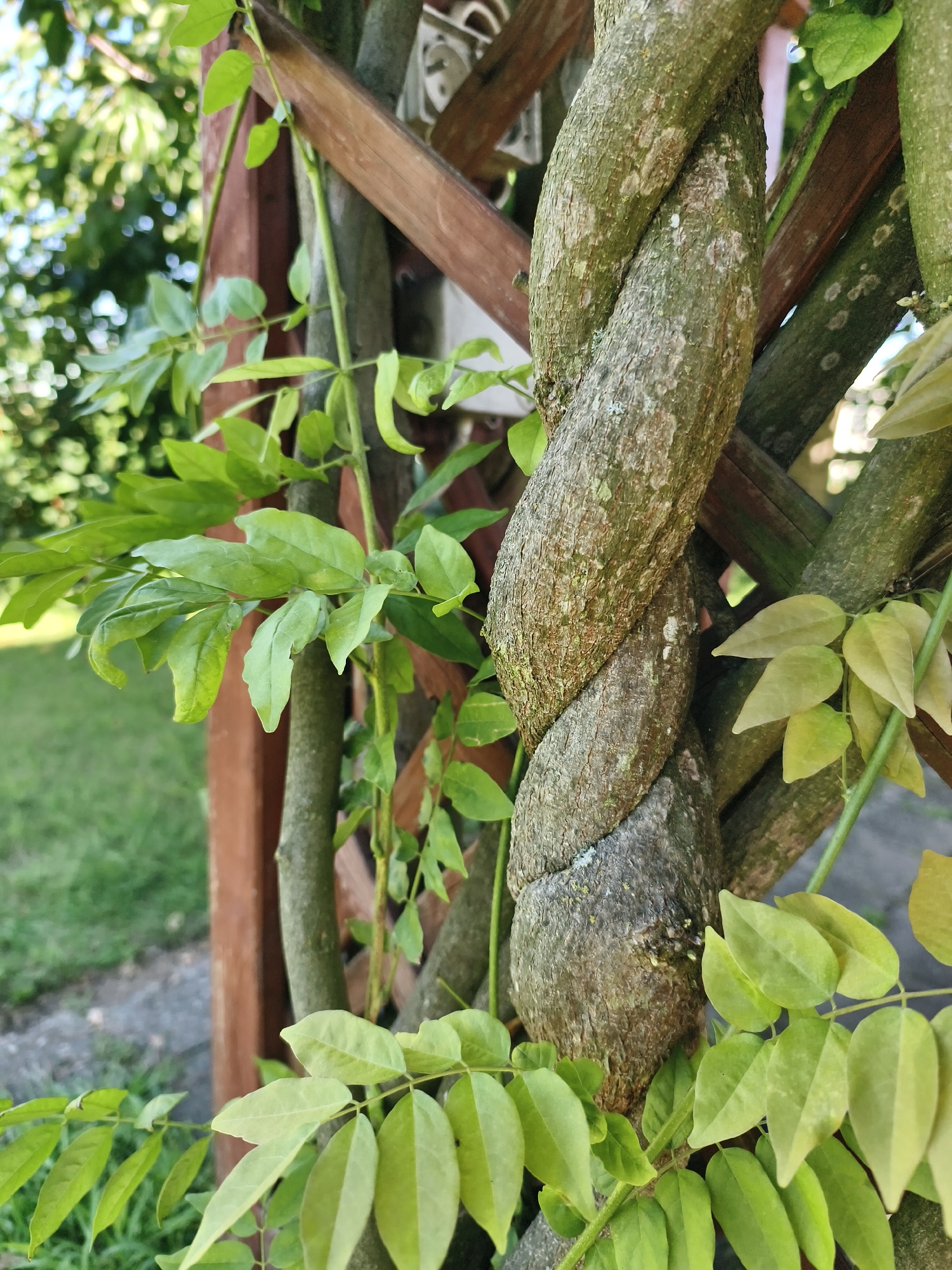 The image shows a close-up view of a thick, twisted vine wrapped around a wooden garden trellis. The vine has rough, gray-green bark with patches of lichen. Several branches with vibrant green leaves extend from the vine and the trellis. In the background, out of focus, is a grassy area and a portion of a wooden post, suggesting a garden or outdoor setting in Tczew, Poland. The lighting is natural, indicating it was taken outdoors during the daytime. No people or animals are visible.