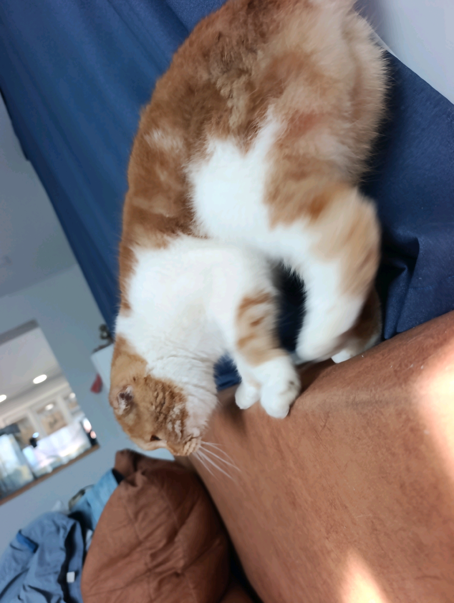 A ginger and white cat is positioned on a person's leg, leaning forward. The cat's head is down, and its body is curved. The person's leg is brown and appears to be hairy. In the background, a blue curtain is visible, as well as some furniture. The scene is indoors, possibly a home. No specific details about the city of Ivanovka, Russia are discernible from the image.