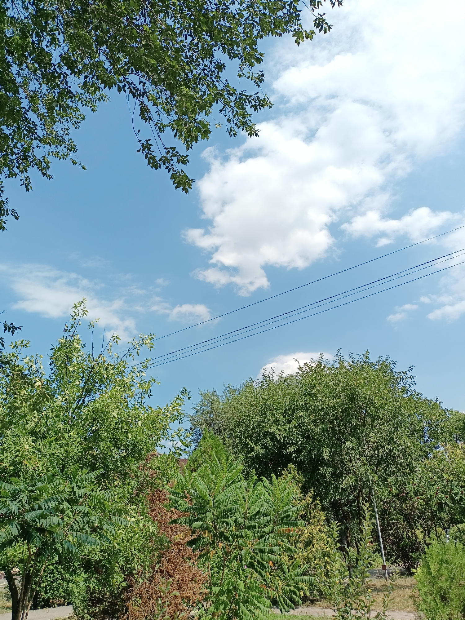The image depicts a view of trees and the sky in Almaty, Kazakhstan. The sky is blue with scattered white clouds. Several power lines stretch across the upper portion of the frame. The foreground is filled with lush green trees and foliage, with some dry, brown vegetation interspersed. The lower right corner shows a patch of dry grass and a sidewalk. The scene appears to be an outdoor park or a residential area with mature trees. There are no people or animals visible in the image.