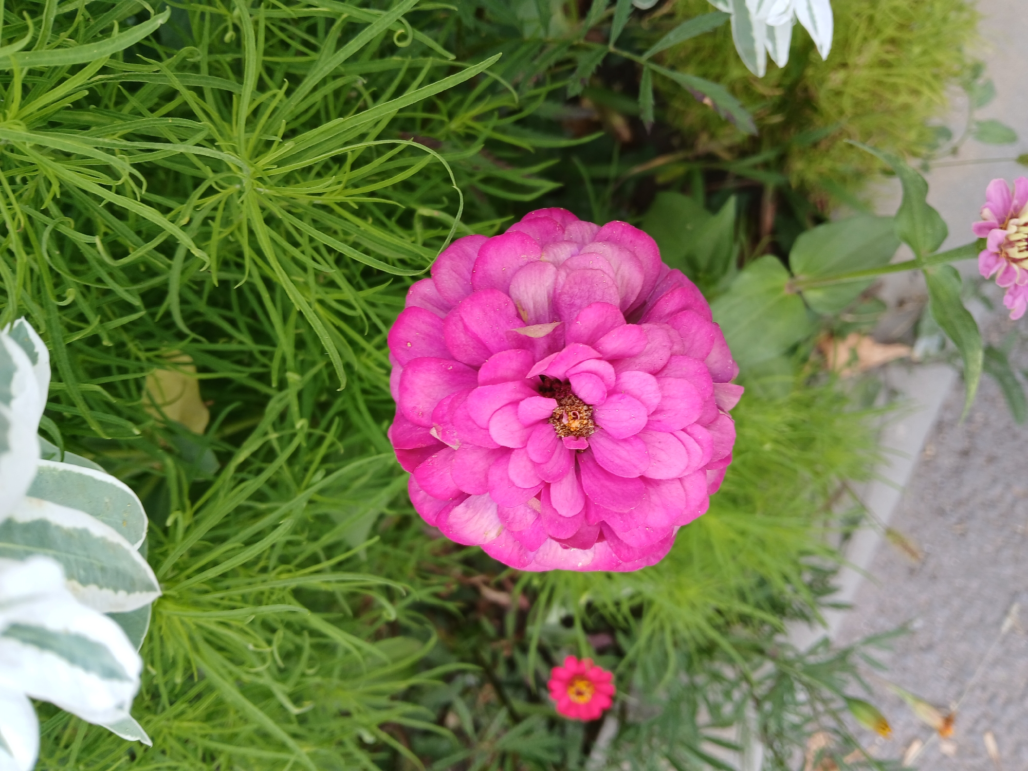 This is a close-up, overhead shot of a vibrant pink zinnia flower, dominant in the foreground. The zinnia has many layers of petals, some appearing slightly damp. To the left and slightly behind the main flower, a smaller pink zinnia is visible, also in focus. The background is filled with lush green foliage, characterized by thin, feathery leaves and stalks. In the upper left corner, part of a white and green variegated leaf is visible. In the lower right corner, another part of a white and green variegated leaf can be seen. The ground below the plants appears to be a textured, grey surface, possibly concrete or gravel, with some scattered debris. The scene is an outdoor environment, likely a garden or park area within the city of Cherkessk, Russia. There are no people or animals present in the image, and no actions or interactions are depicted. The lighting suggests it is daytime.