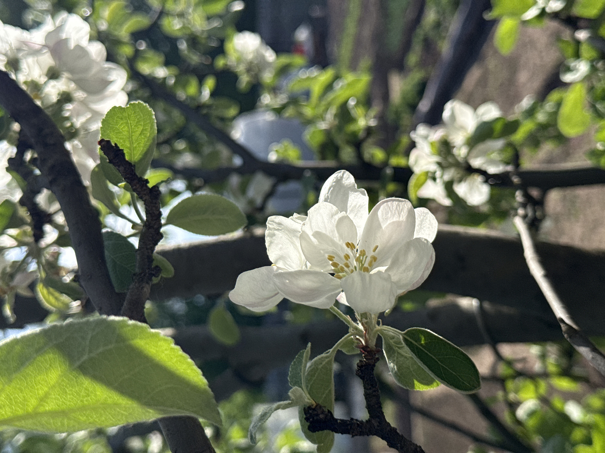 A close-up photograph shows a white apple blossom in sharp focus, surrounded by green leaves and branches. The location is Ольховка, Russia. The blossom is illuminated by sunlight, with other blurred blossoms and foliage in the background. The branches are dark brown, and the background is a mix of light and shadow, suggesting an outdoor setting.