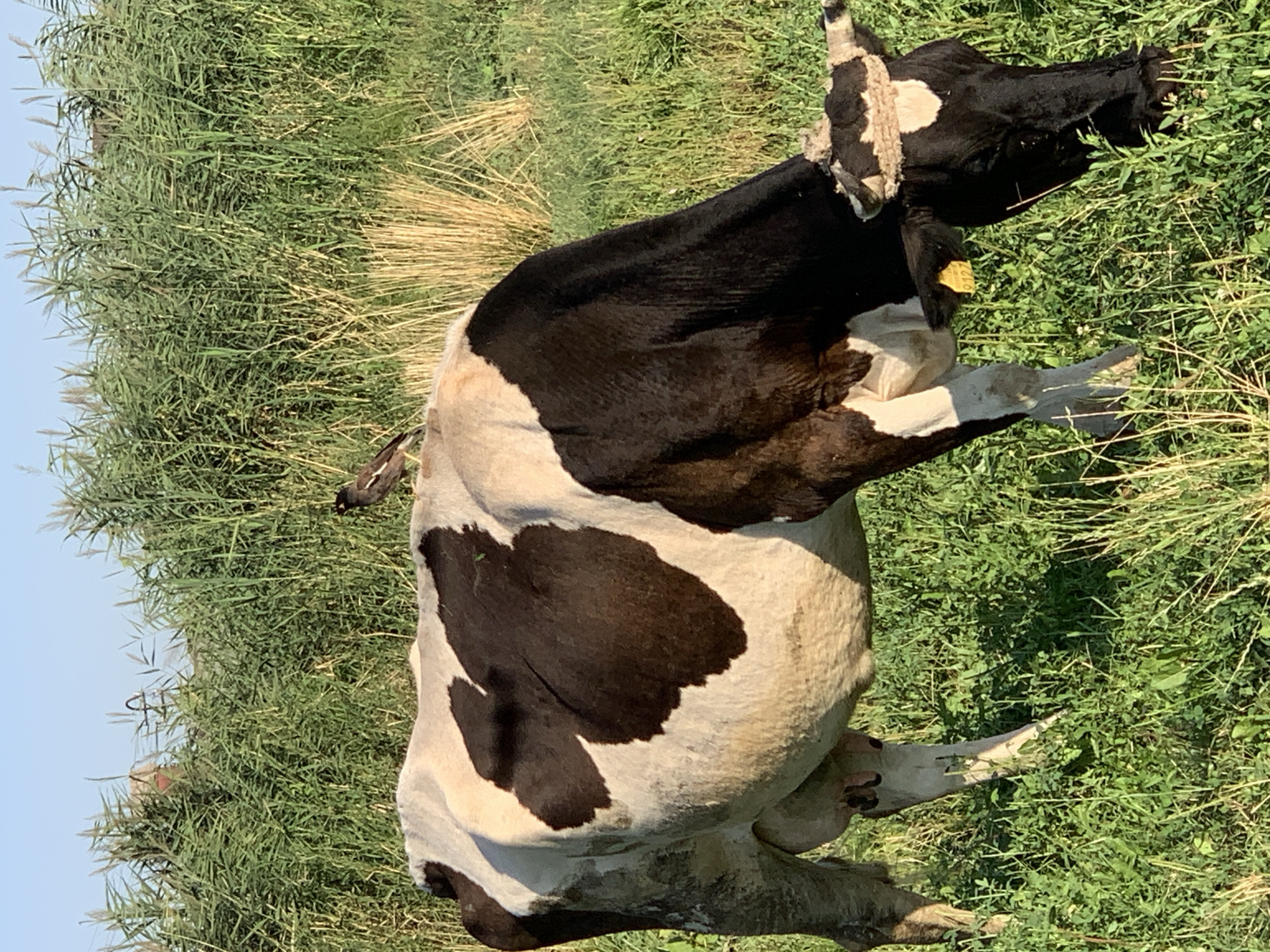 A black and white cow is grazing in a grassy field with tall green reeds in the background. A small bird is perched on the cow's back. The cow has a yellow tag on its ear. The scene appears to be a rural area, possibly a pasture. The sky is clear and blue. The lighting suggests it is daytime, likely late afternoon or early morning due to the low angle of the sun casting shadows. There are no people visible in the image. The environment is natural, with abundant vegetation. The cow is the primary subject, exhibiting normal grazing behavior. The bird appears to be resting or observing its surroundings. The overall impression is one of pastoral tranquility.