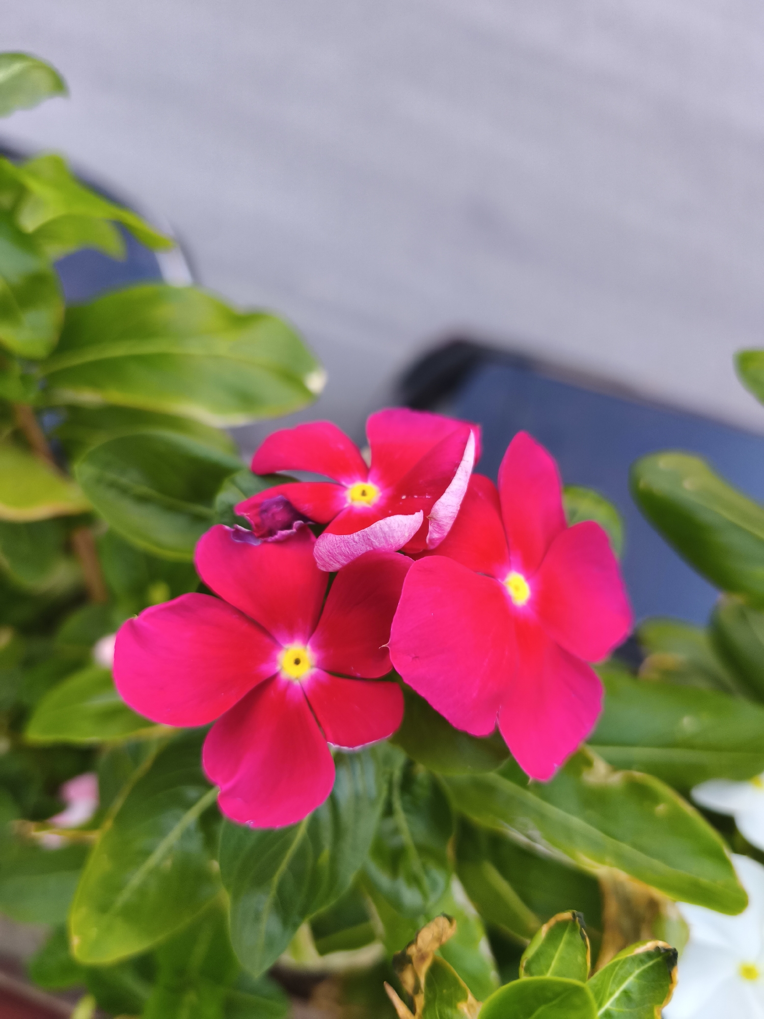 This is a close-up, vertical, outdoor photograph of a cluster of vibrant pink flowers with yellow centers. The flowers are in focus, with lush green leaves surrounding them. The background is blurred, featuring shades of gray, blue, and hints of white flowers. The overall scene depicts a plant in bloom. There is no discernible urban environment or location information, including Campochiaro, Italy.
