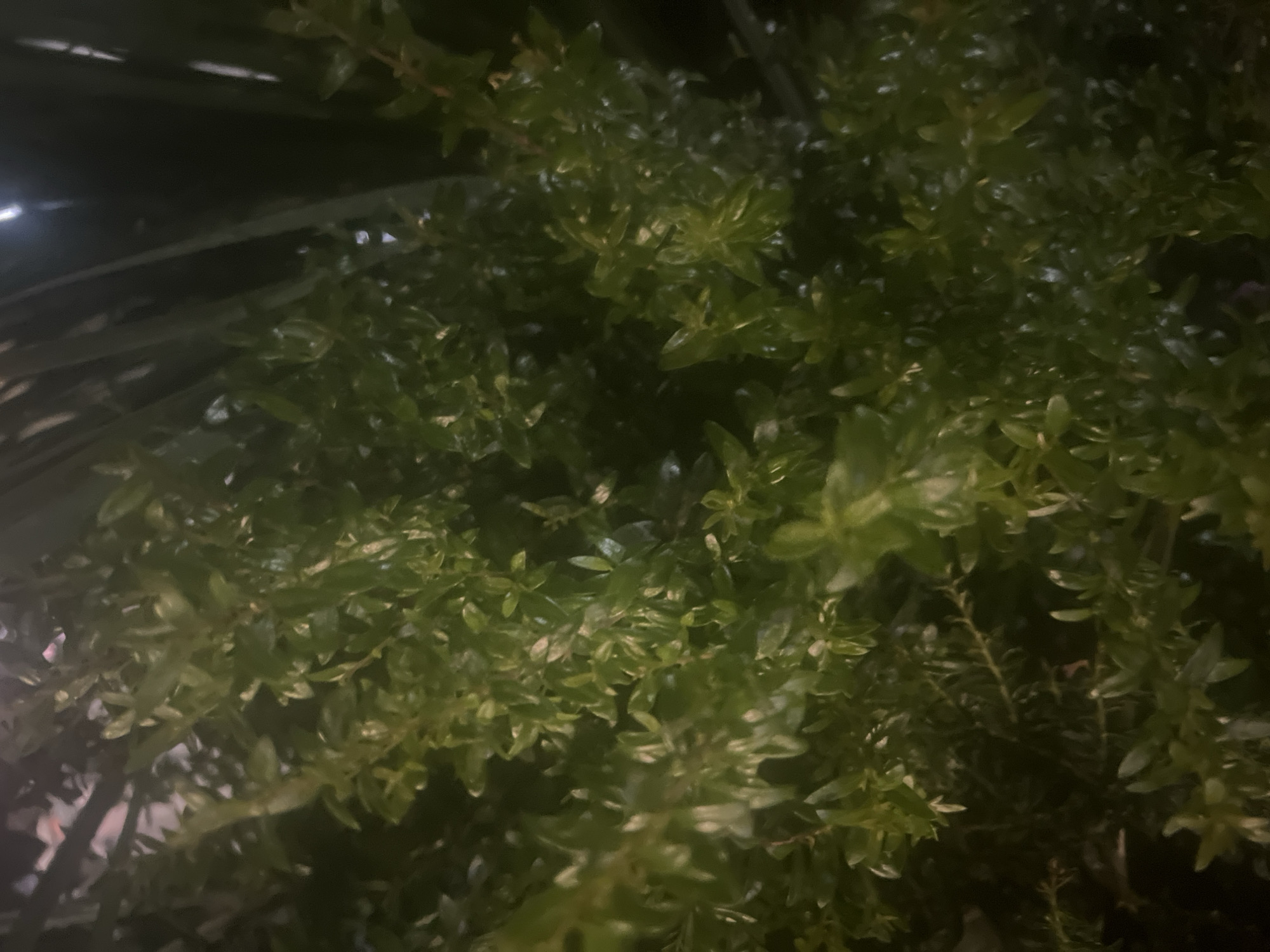 This image is a close-up, low-angle shot of dense green foliage, likely a bush or shrub. The leaves are small, oval-shaped, and appear to be glossy, suggesting they might be wet or have a waxy coating. The lighting is dim, with some areas highlighted by what appears to be artificial light, creating a dappled effect and casting shadows. The background is dark and out of focus, with hints of what might be larger leaves or branches from another plant, possibly a palm tree. No people or specific objects are clearly identifiable within the frame, focusing solely on the texture and density of the vegetation. The image's quality is somewhat grainy, likely due to the low light conditions. There is no visible indication of its location within the city of Or Akiva, Israel, as the scene is entirely focused on the plant life.