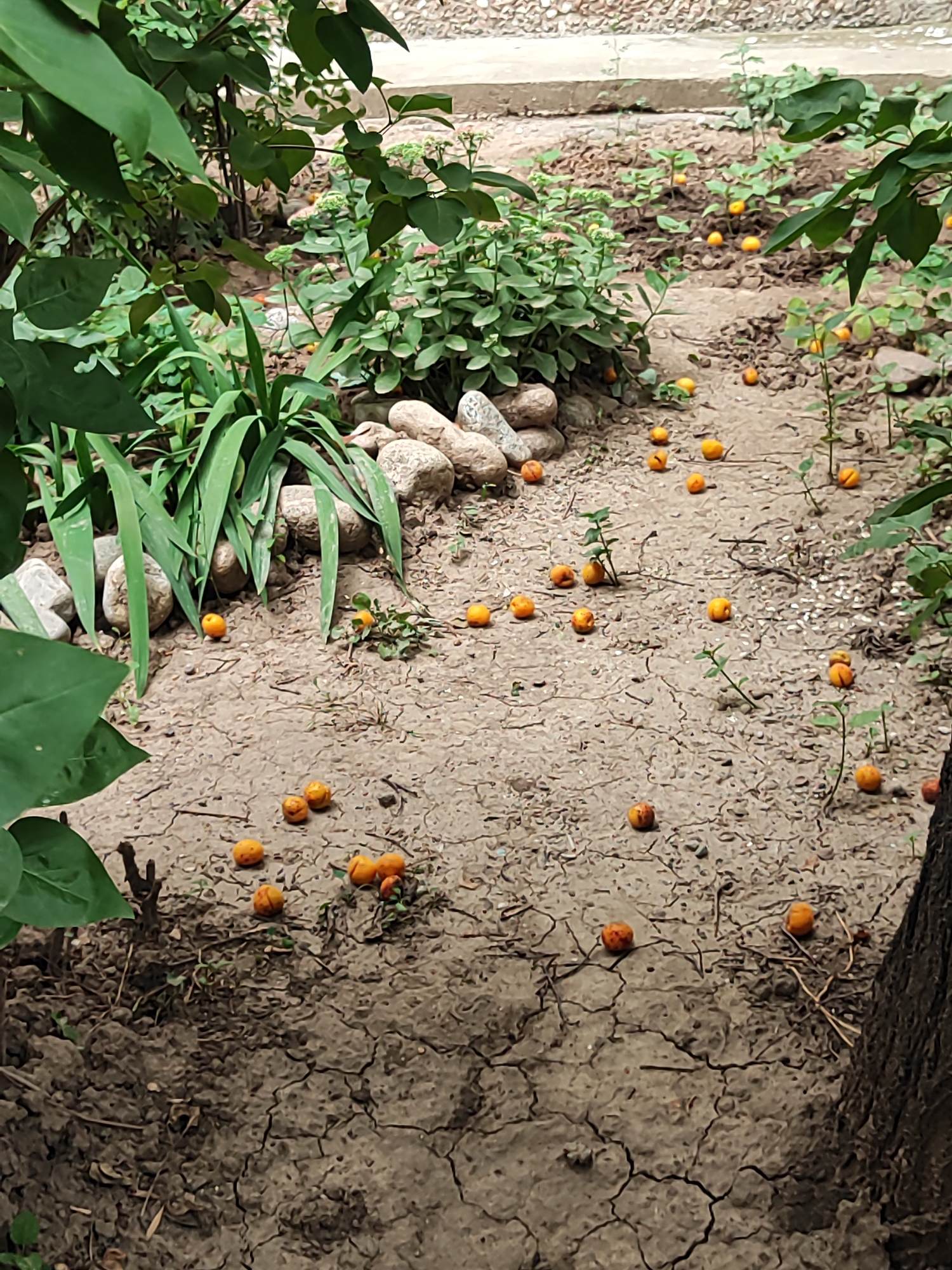 The image depicts a ground-level view of an outdoor area with dry, cracked earth and scattered small, round, orange fruits. Green foliage from plants and trees surrounds the area, with some large rocks piled on the left. The scene is set in a park or garden, possibly in Almaty, Kazakhstan, as suggested by the overall environment and the presence of fruit that might be common in the region. There are no people or animals visible in the image. The lighting suggests it is daytime, with diffused light indicating an overcast or shaded condition. The composition focuses on the distribution of the fallen fruits across the barren ground.