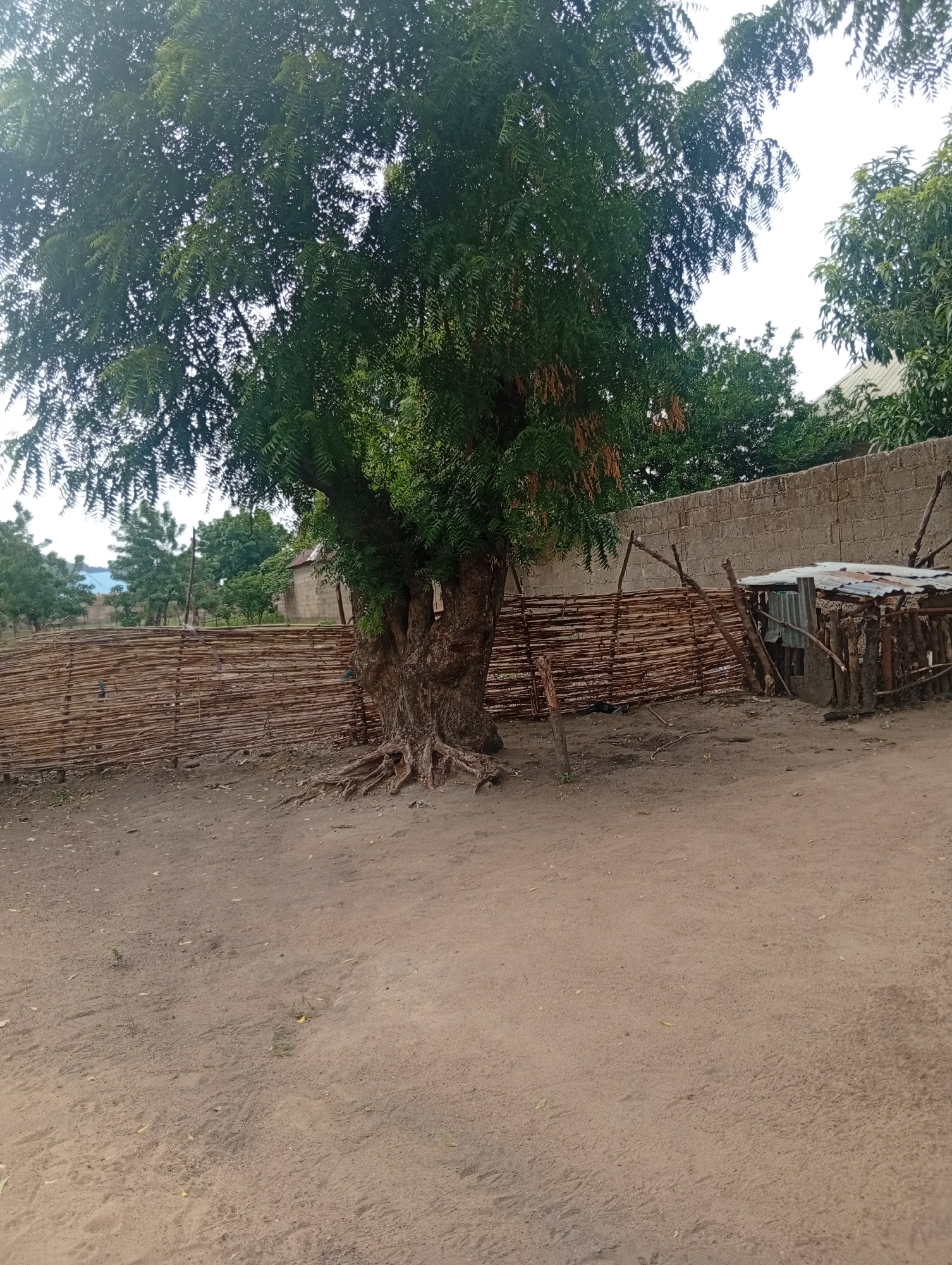 A large, mature tree with exposed roots stands prominently in the foreground, its branches casting shadows over a dusty, dirt ground. Behind the tree, a rustic fence constructed from woven branches stretches across the scene, bordering a compound. Beyond the fence, a rough, grey concrete wall serves as a backdrop. To the right of the tree, a small, makeshift structure with a corrugated metal roof and wooden supports is visible, suggesting a utilitarian or storage space. In the background, other trees and buildings can be seen, hinting at a rural or semi-urban environment within Gulak, Nigeria. The sky is overcast, contributing to the muted light of the scene.