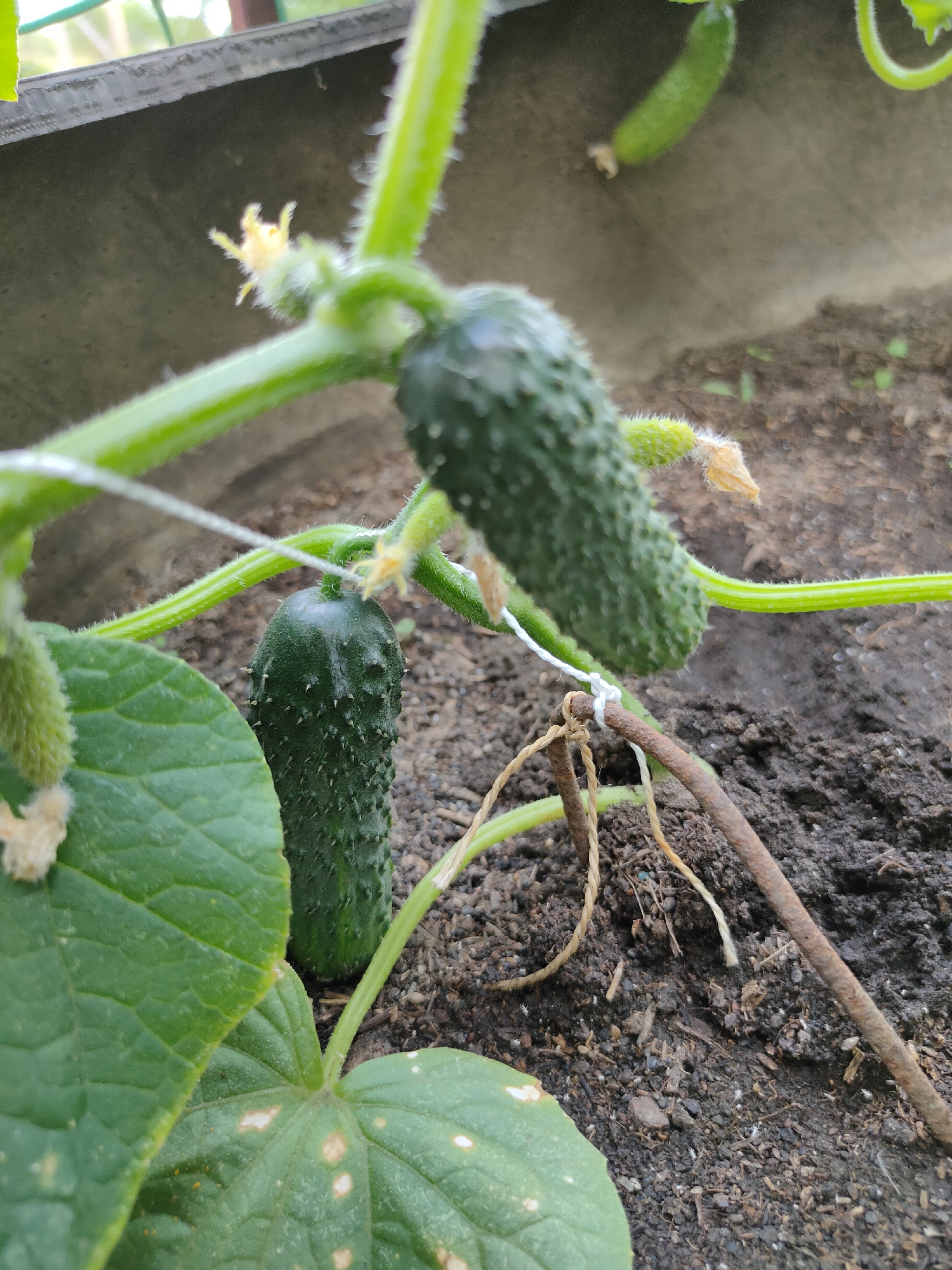 In the city of Kryukov, Russia, a close-up shot captures a cucumber plant with two developing cucumbers. One cucumber is positioned vertically, extending from the stem, while another is situated below it. The plant is supported by a white string tied to a rusted metal rod, which is partially buried in the dark soil. Green leaves, some showing white spots, are visible in the foreground. In the background, a faint blurry image of another cucumber plant is present. The scene is outdoors, with natural lighting.